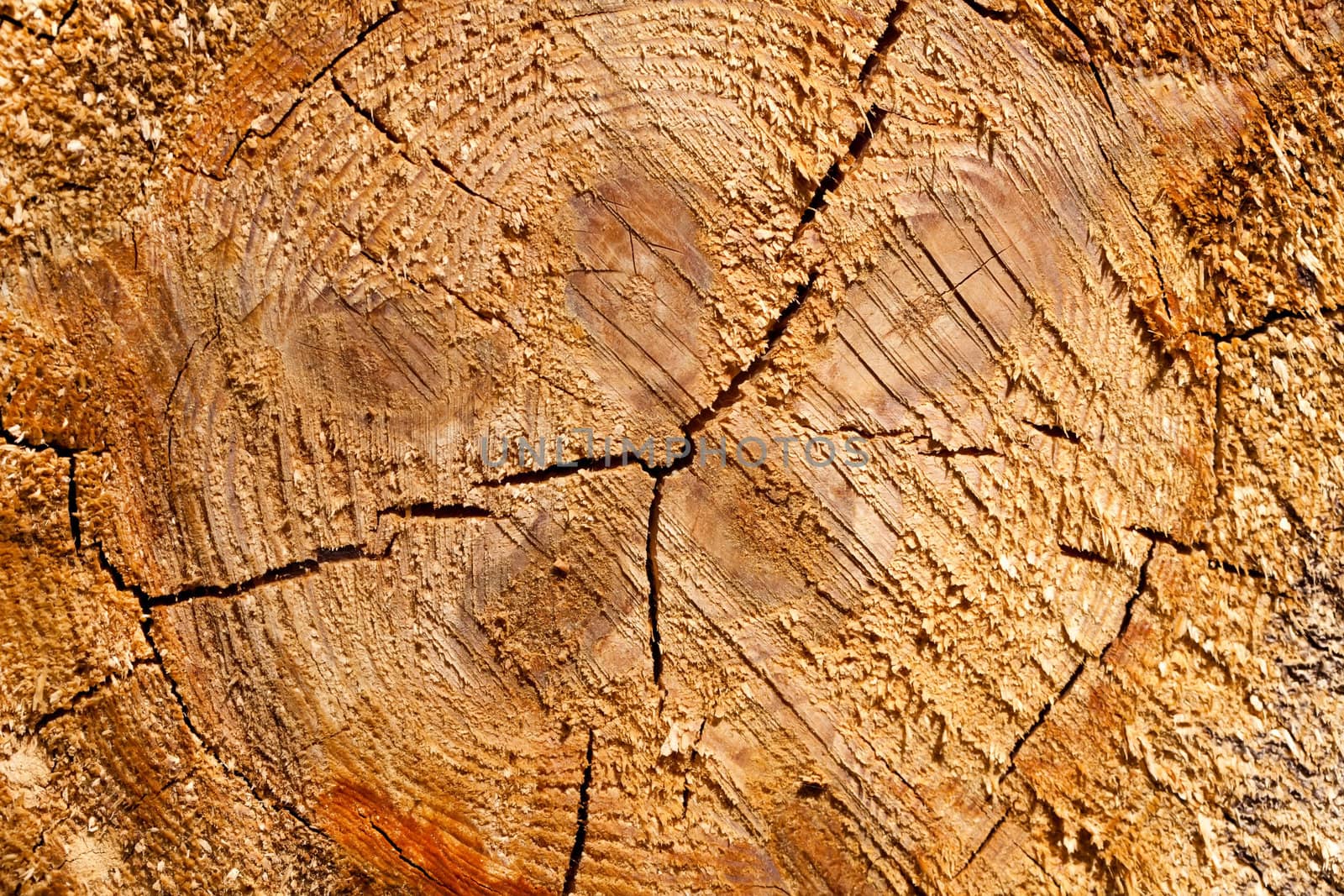 Tree stump texture background
