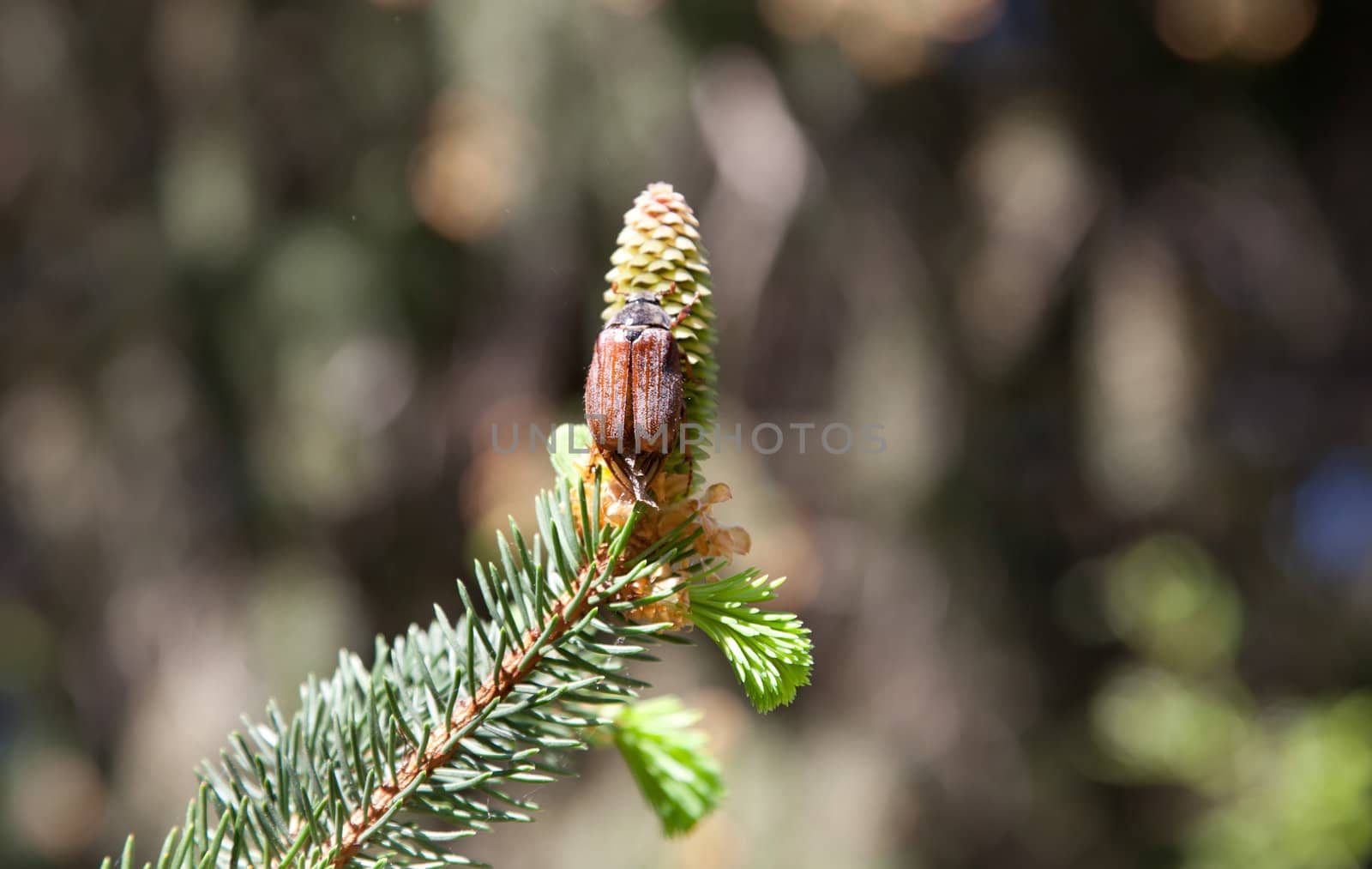 May bug on pine cone in spring