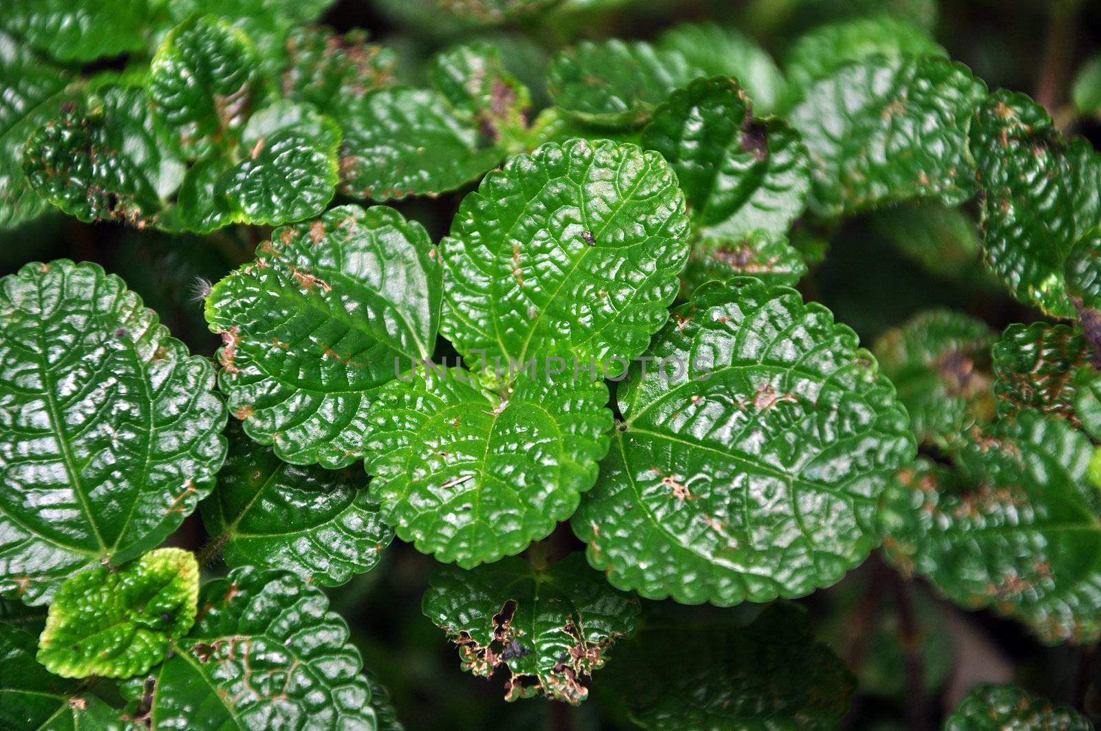 Lemon balm grows in clumps and spreads vegetatively as well as by seed.