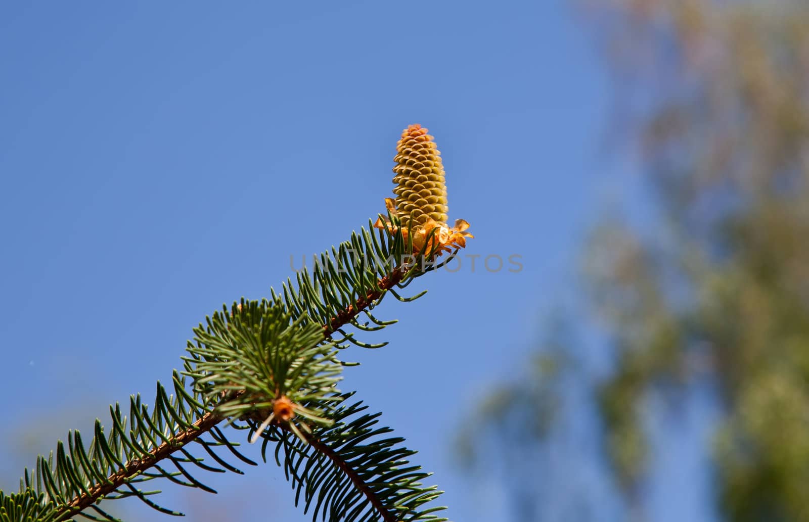 Fir cone on fir branch