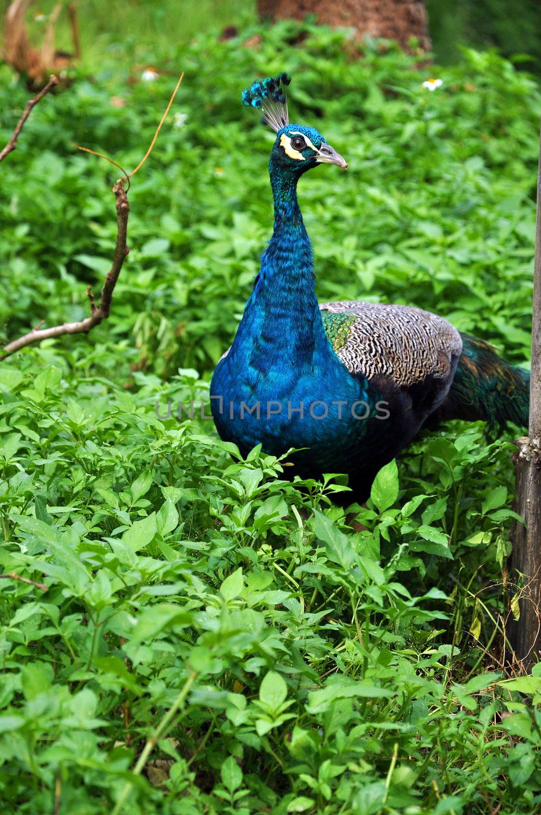 The peafowl are forest birds that nest on the ground but roost in trees. They are terrestrial feeders.