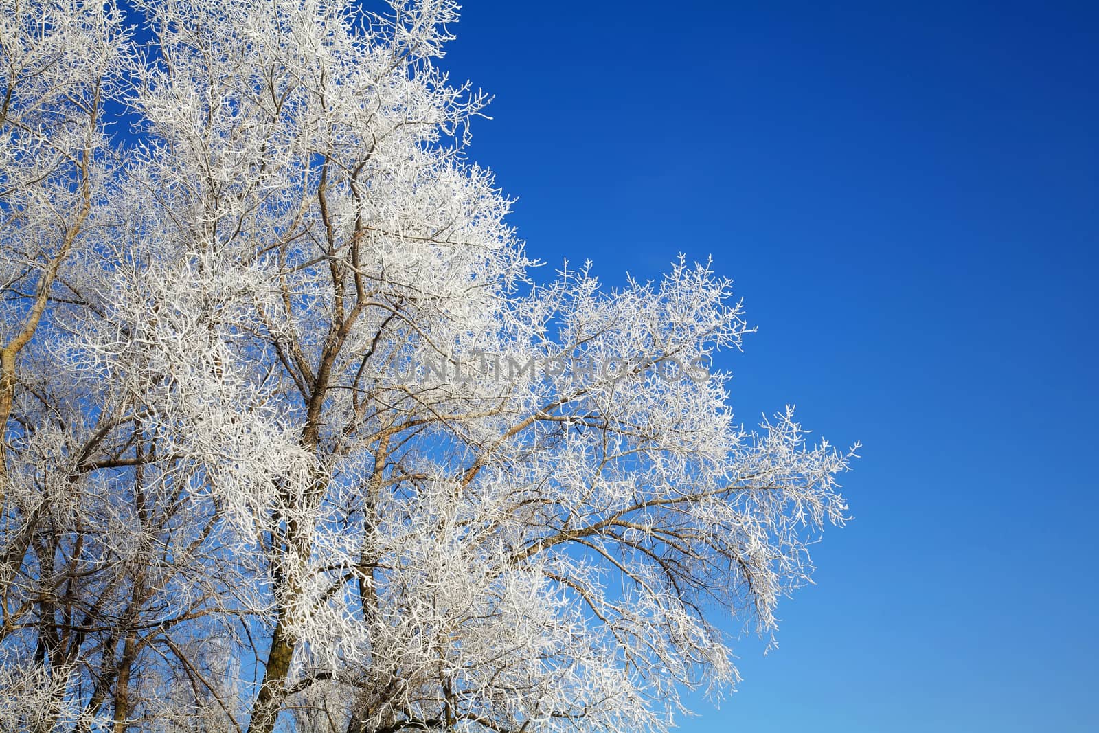 Beautiful winter trees background