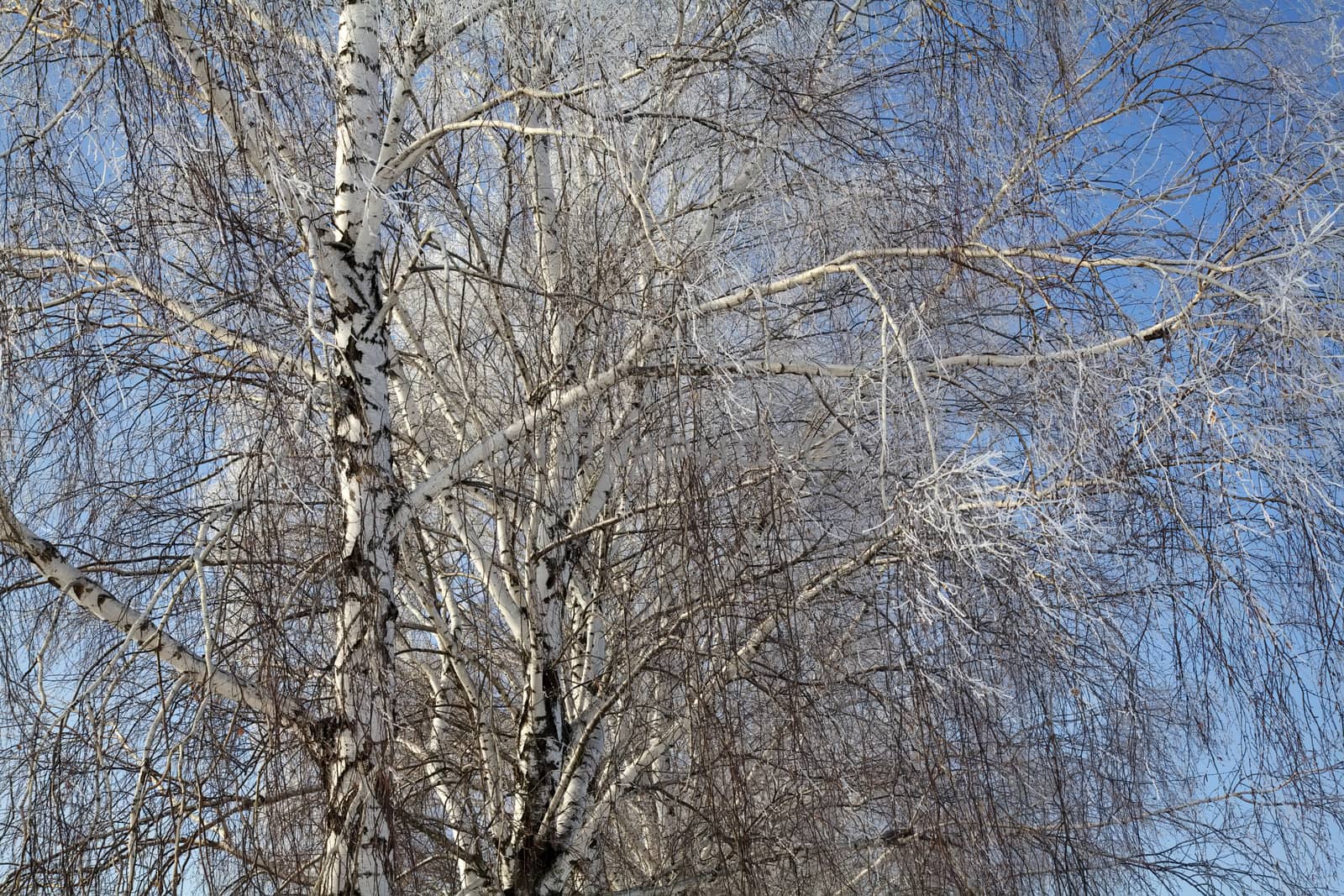 Birch tree on the blue sky