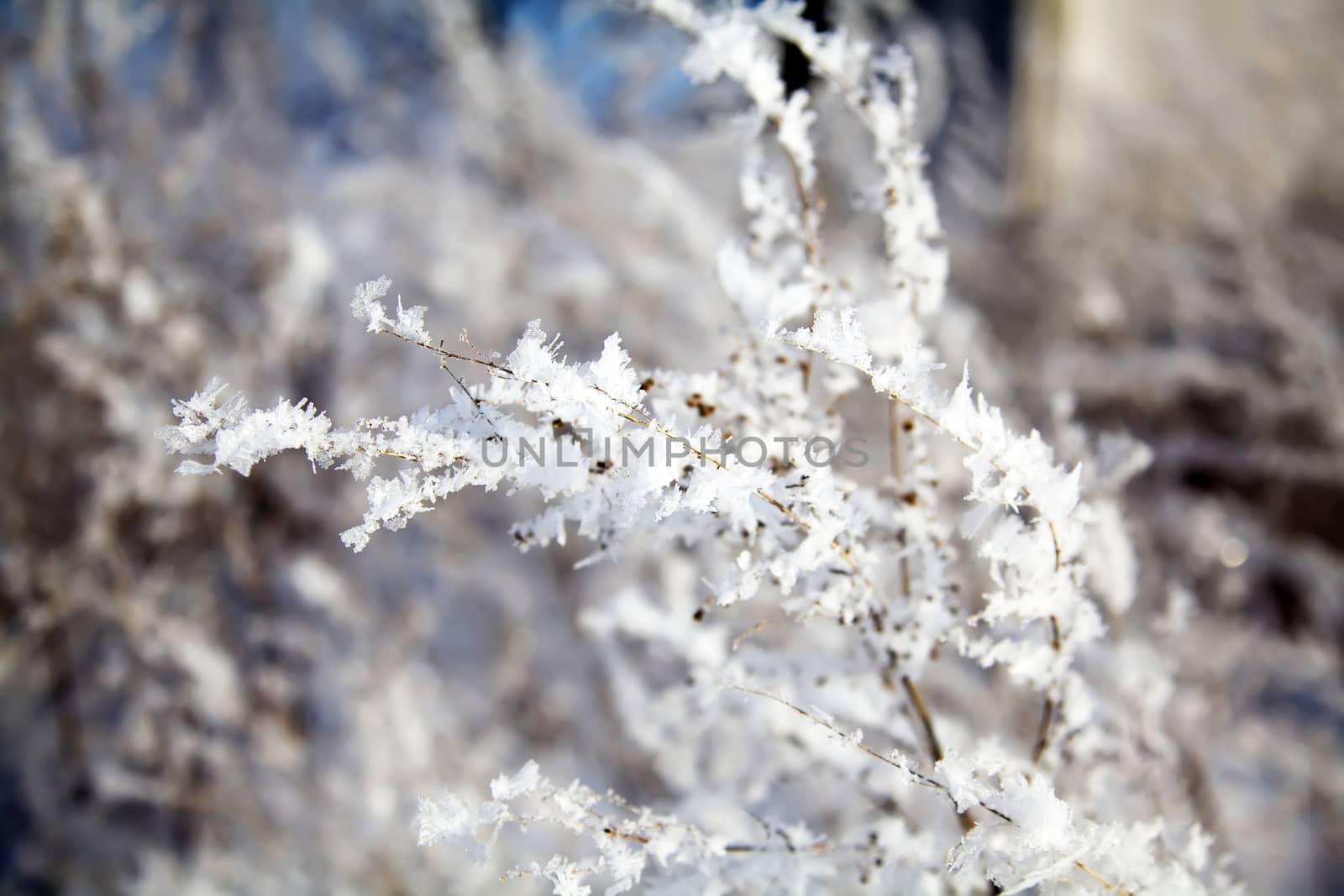Frozen winter branch in snowflakes