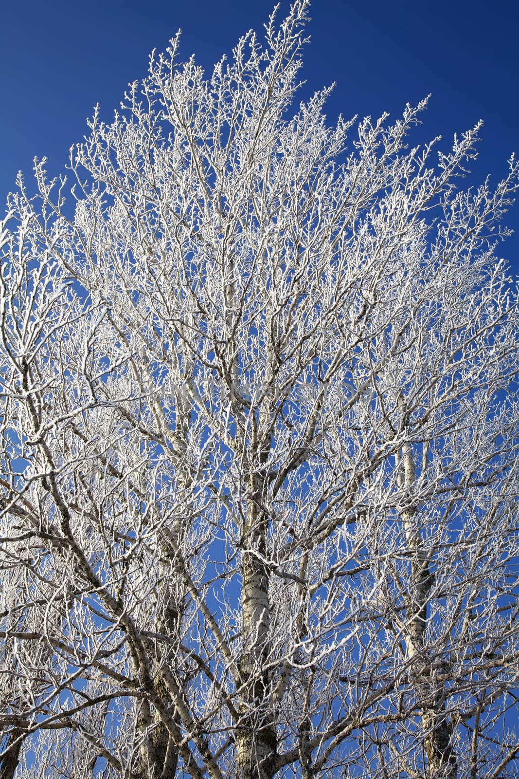 Frozen tree by RawGroup