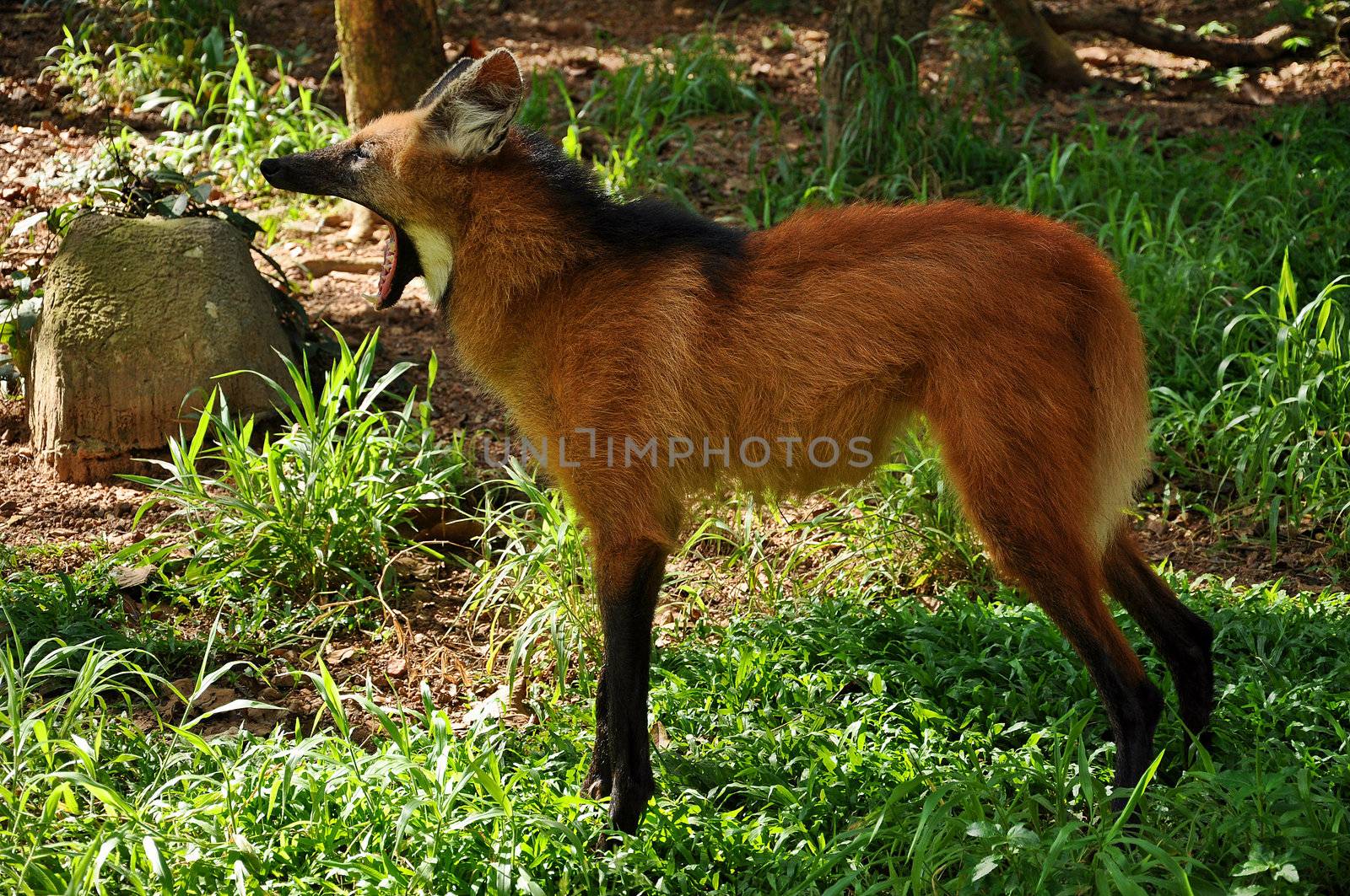 The maned wolf has often been described as "a red fox on stilts" owing to its similar coloration and overall appearance, though it is much larger than a red fox and belongs to a different genus.