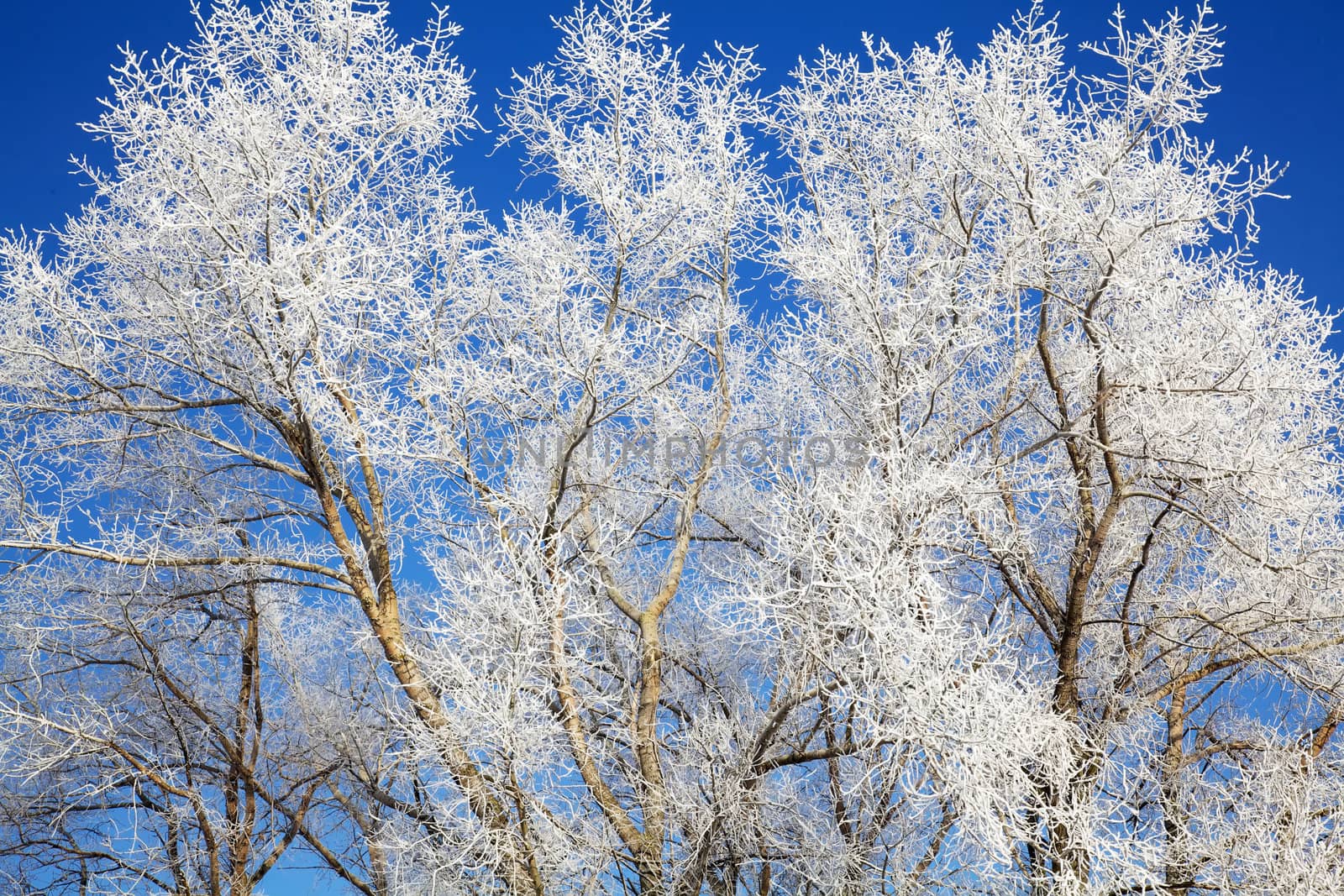 Frozen winter trees with frost on it by RawGroup