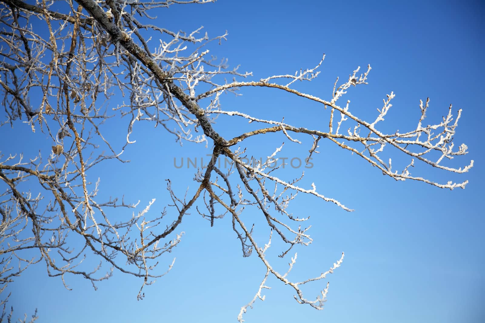 Winter tree branch full of frost 
