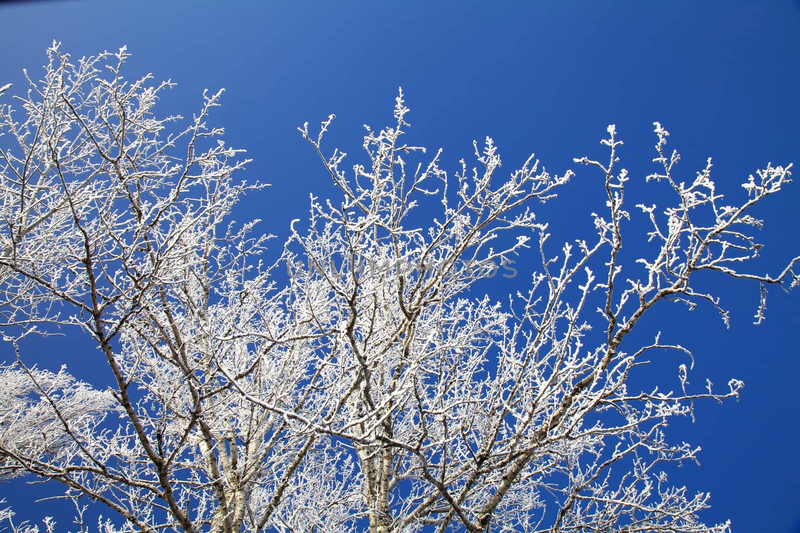 Tree branches decorated with frost by RawGroup