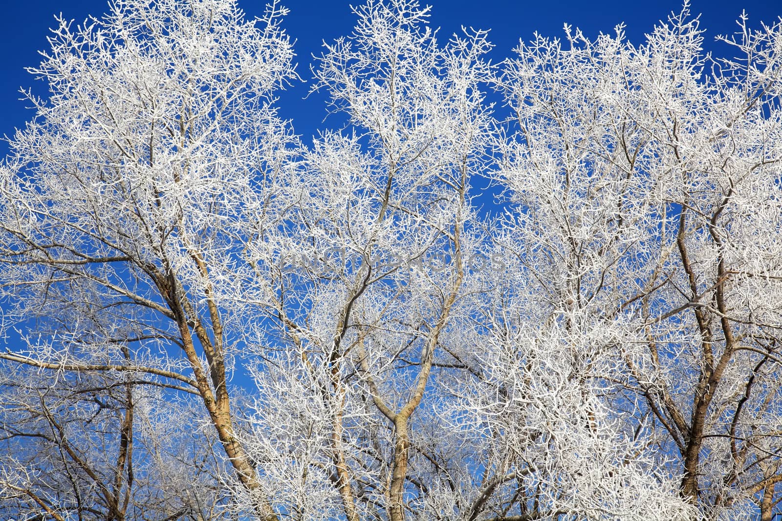 Tree branches frozen in december background