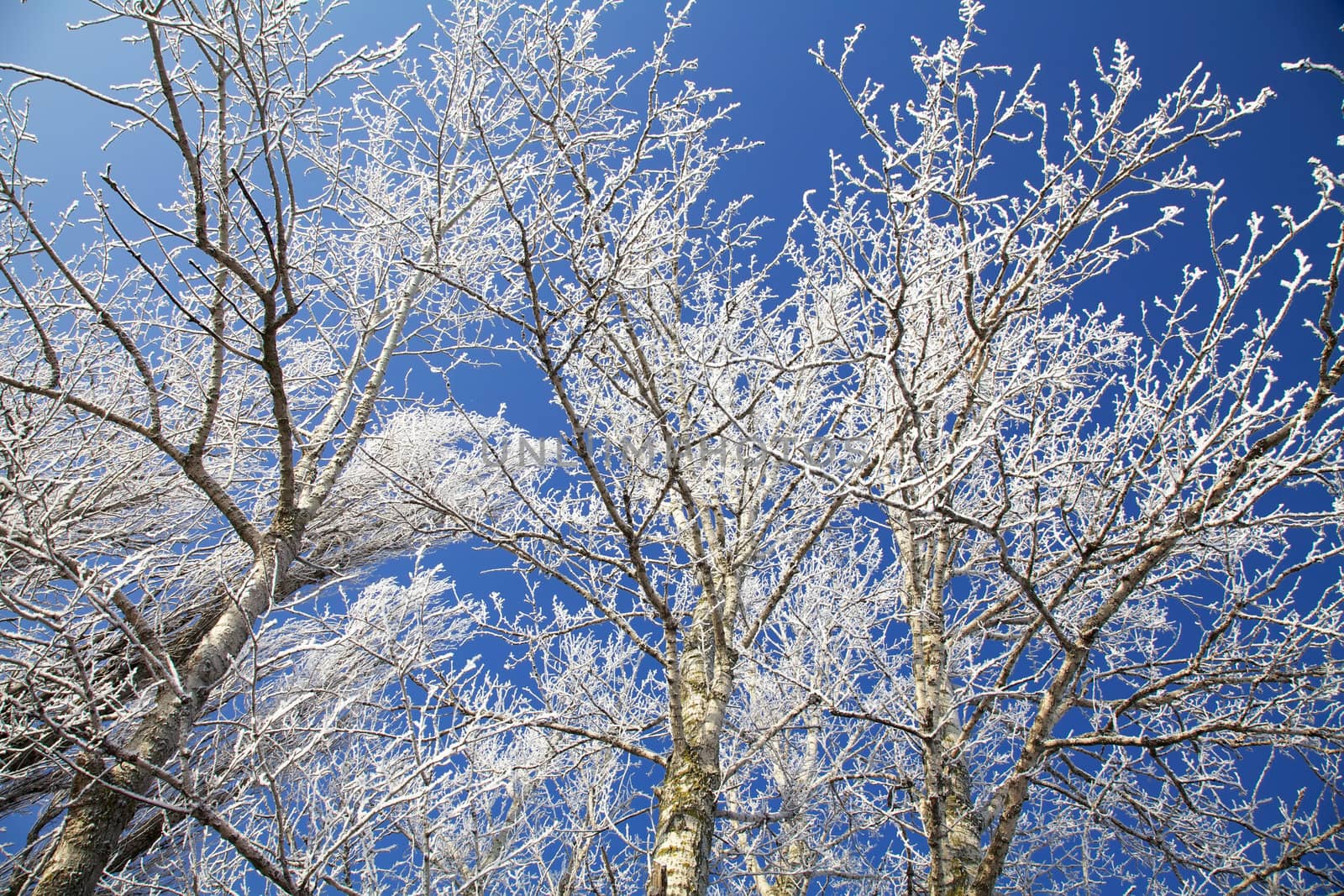 Winter frozen trees in December