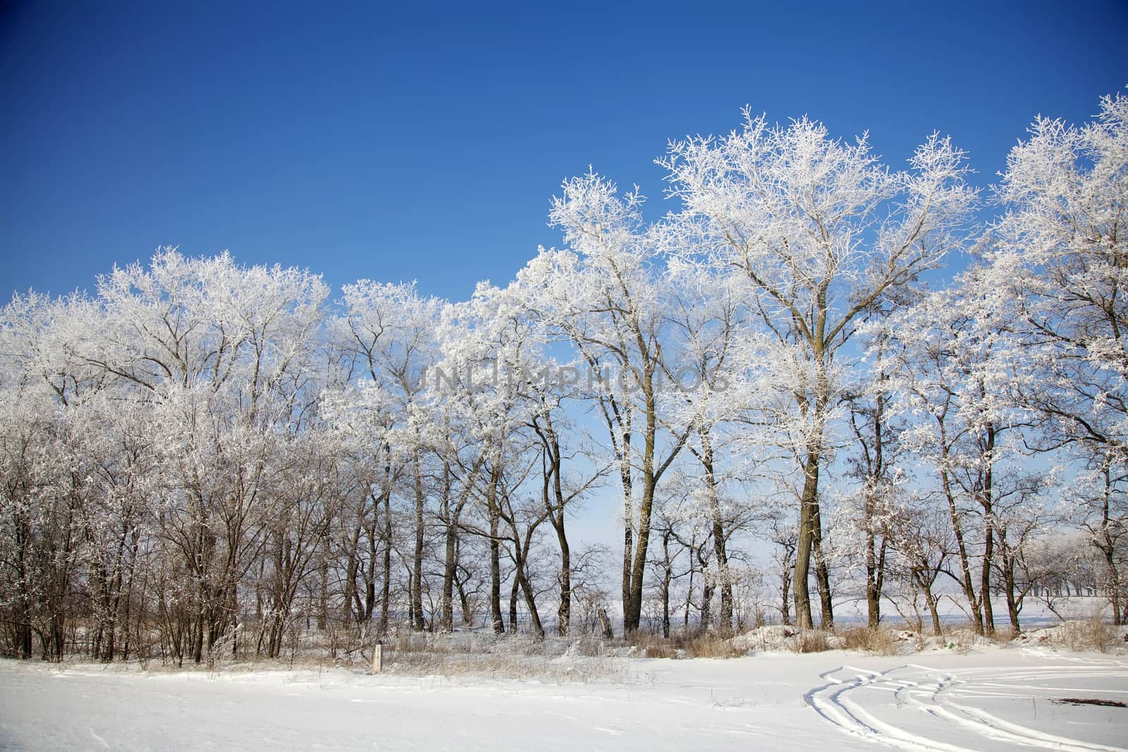 Winter frozen trees in meadow by RawGroup