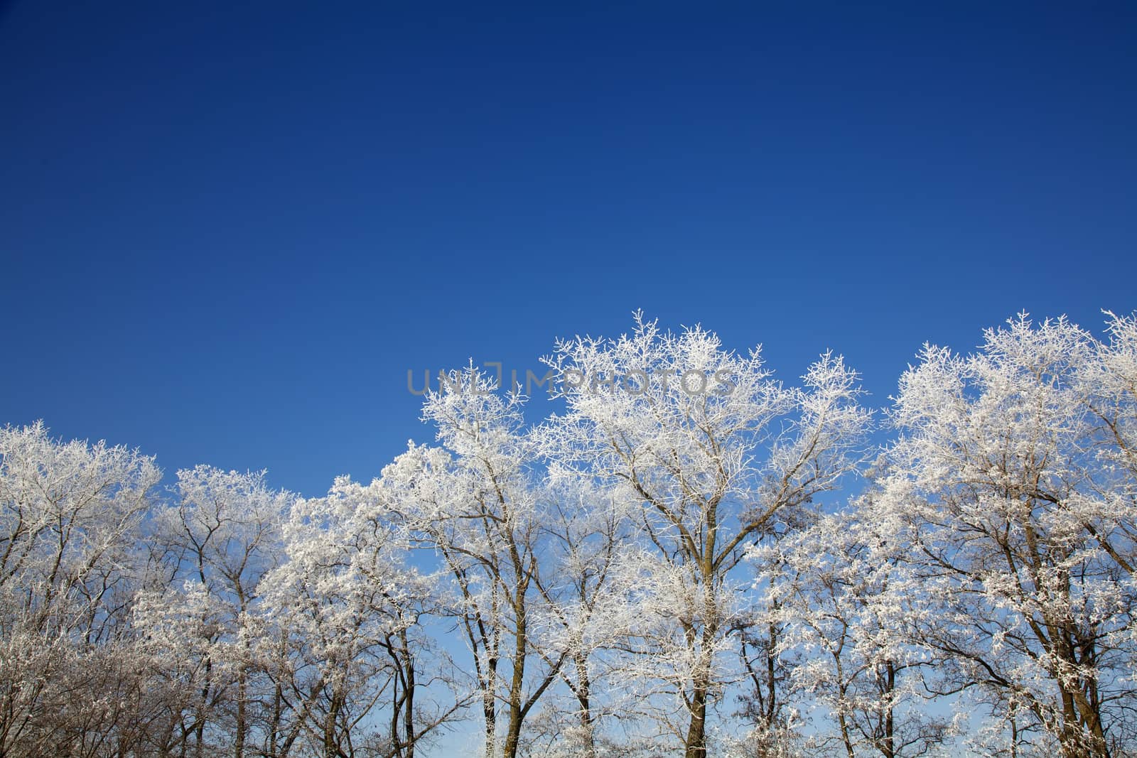 Winter frozen trees full of snow