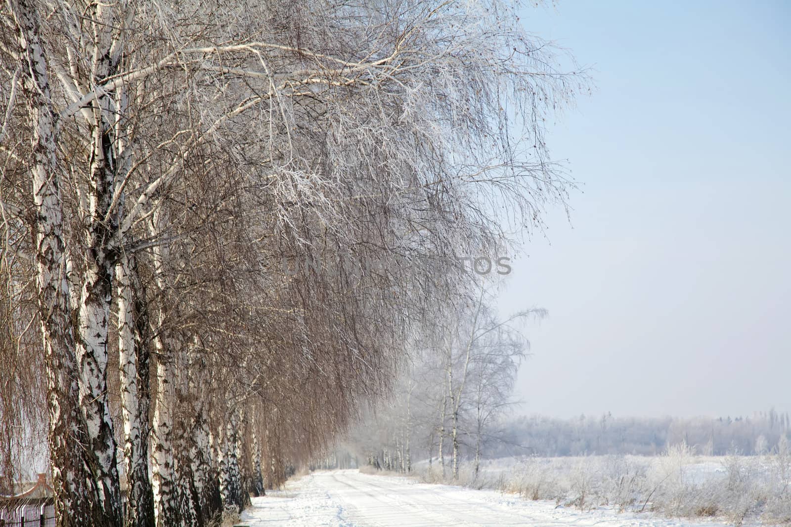 Winter road and birch tree by RawGroup