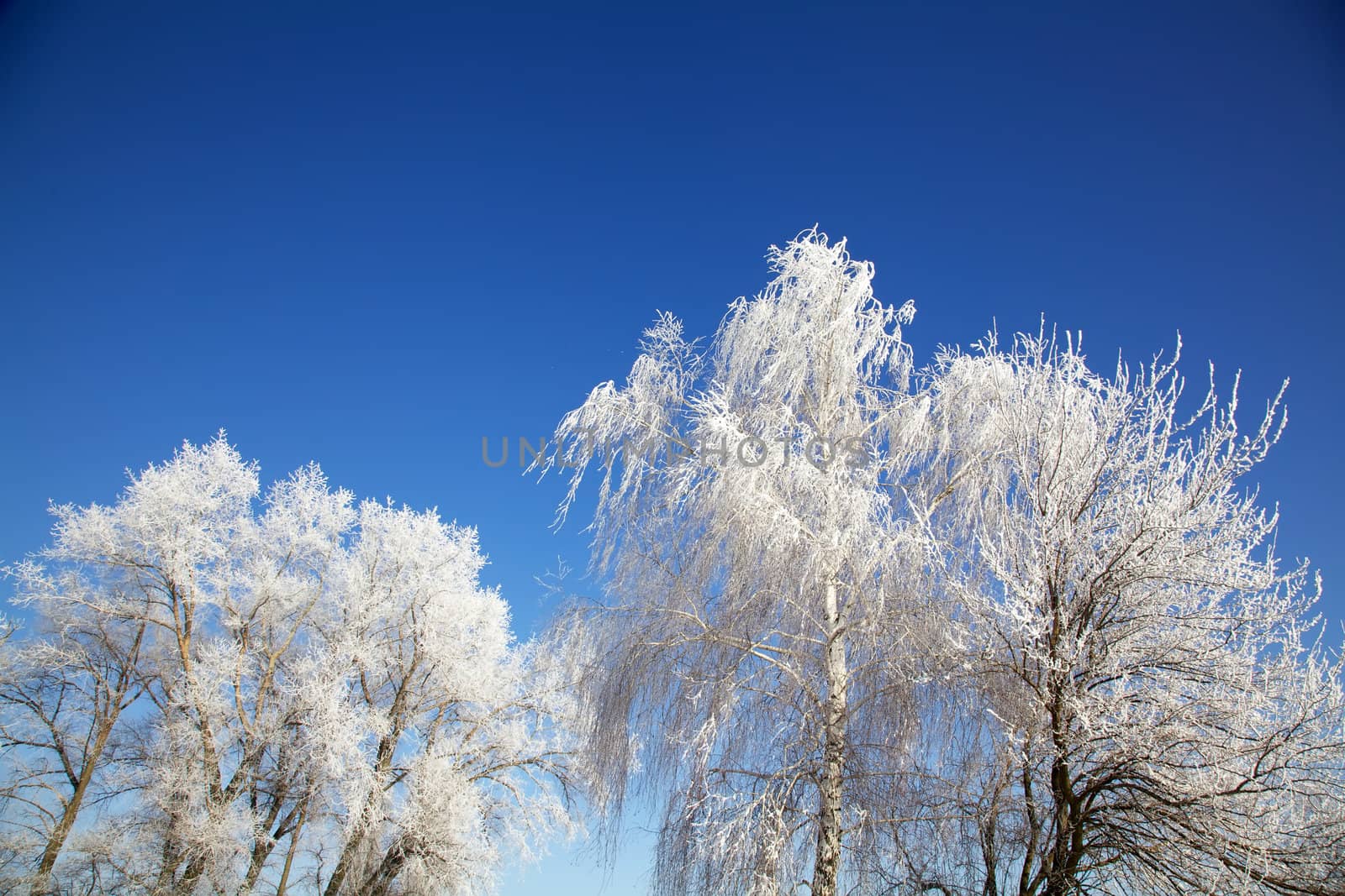 Winter trees decorated in frost