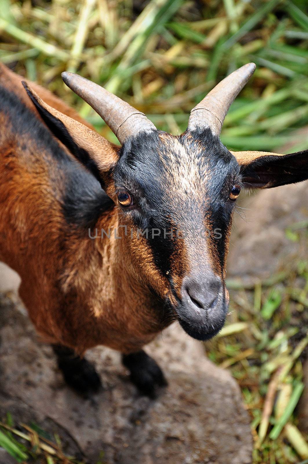 Goats are among the earliest animals domesticated by humans.