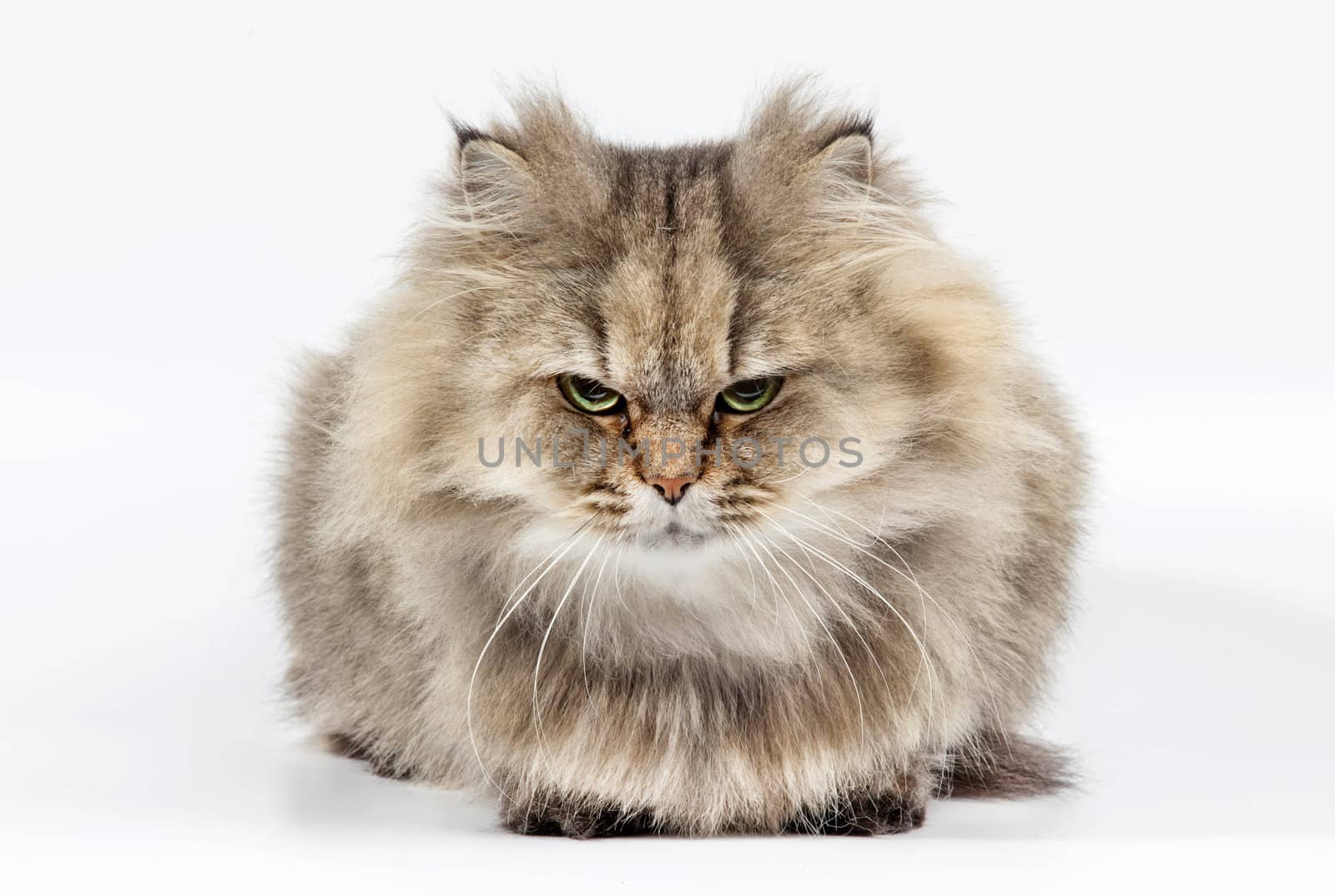 Angry persian cat golden chinchilla by RawGroup