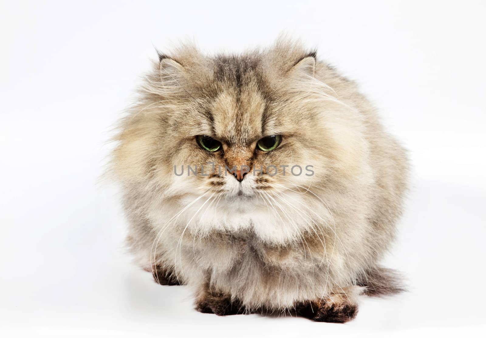 Persian cat chinchilla on white background