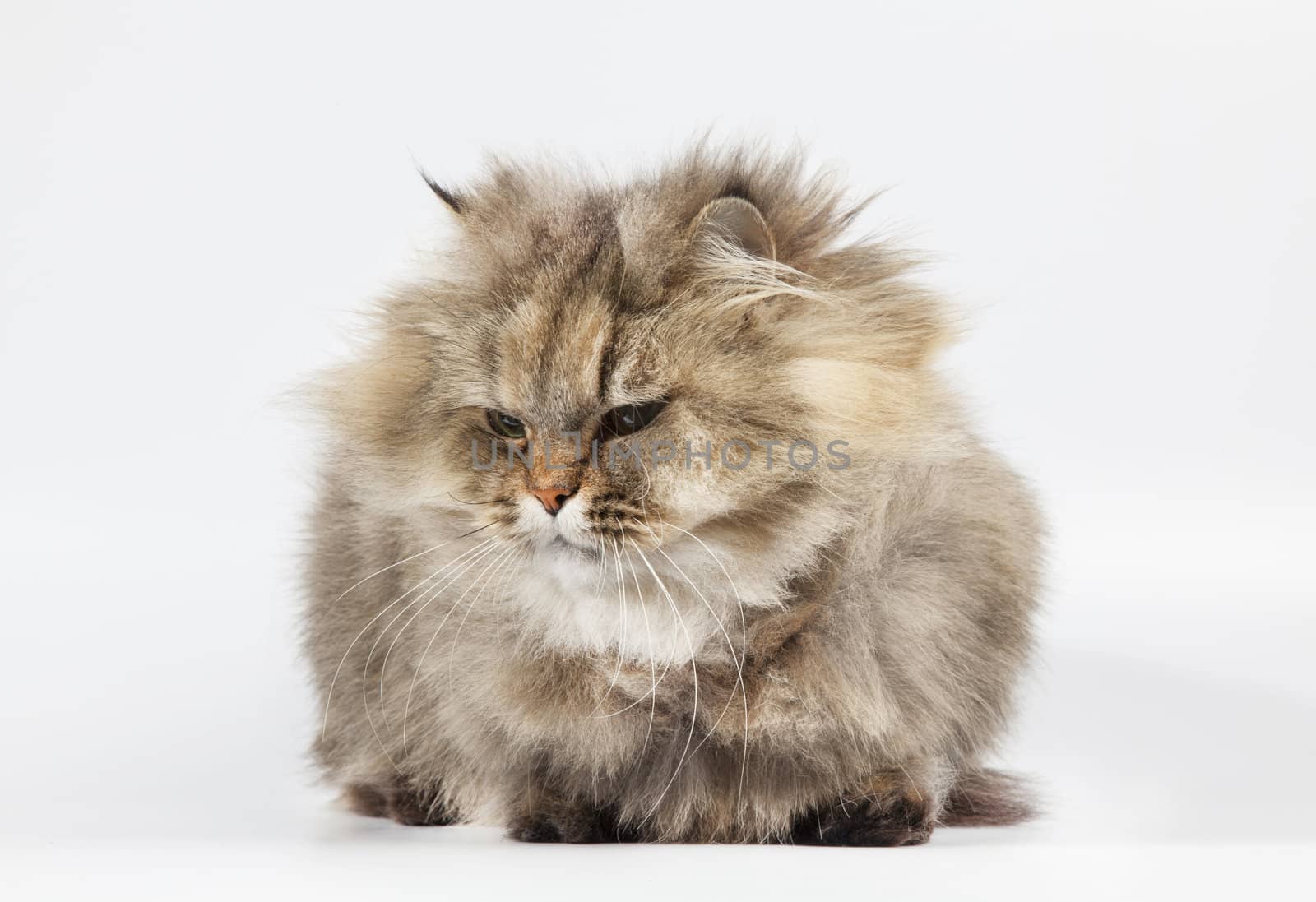 Persian cat golden chinchilla on white background by RawGroup