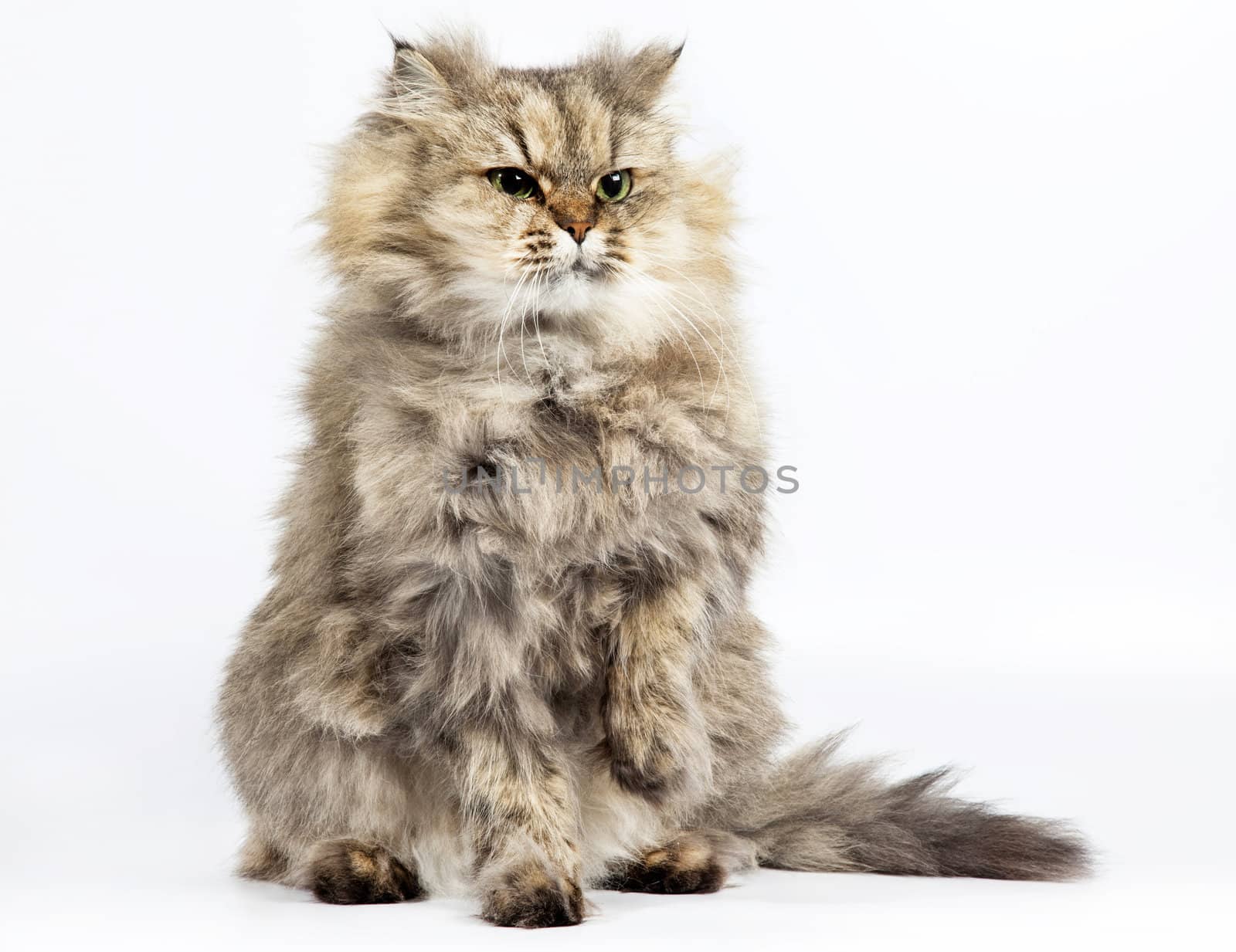Persian cat golden chinchilla with one paw raised by RawGroup