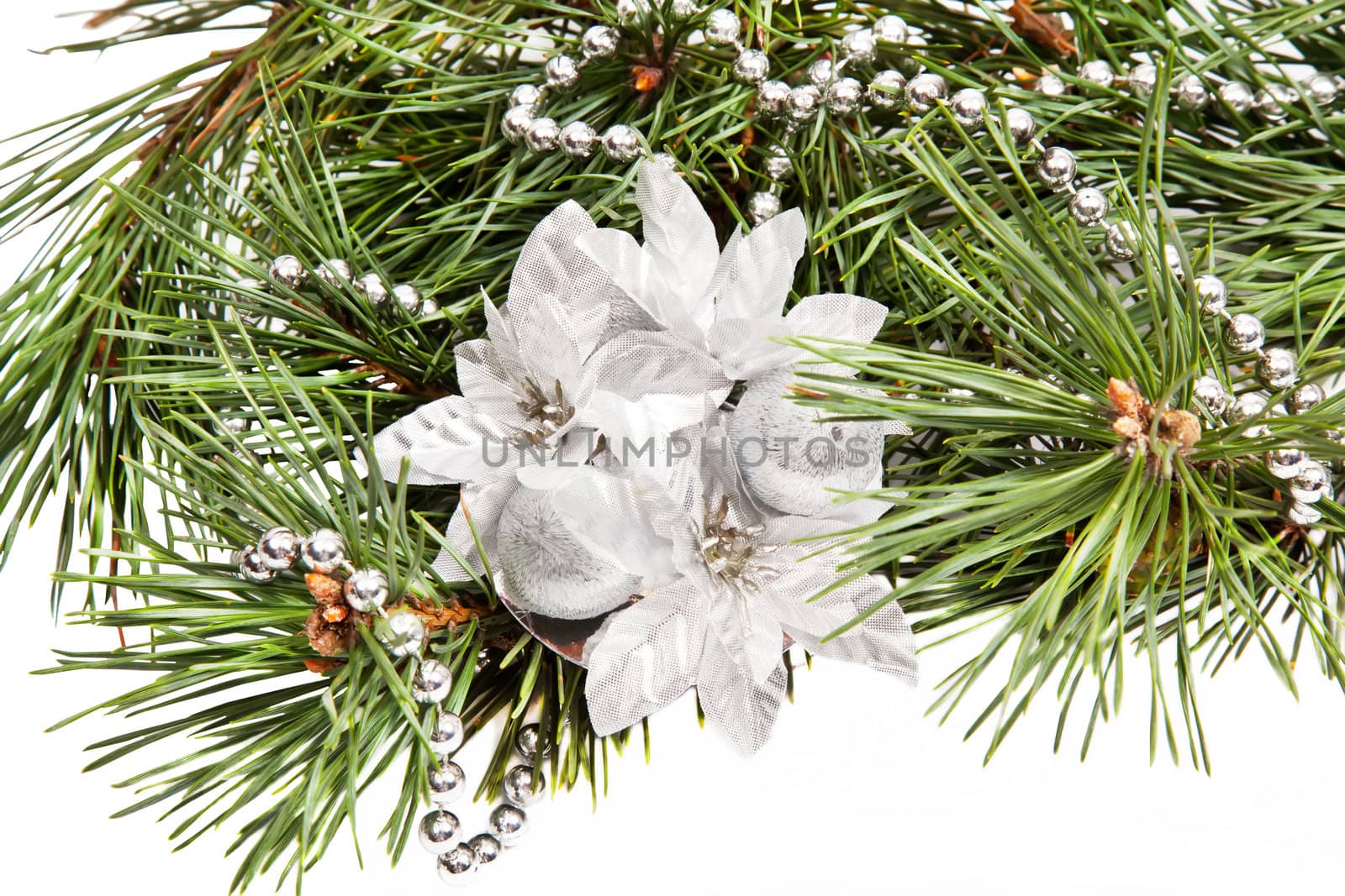 Green pine brach with Christmas composition on white background