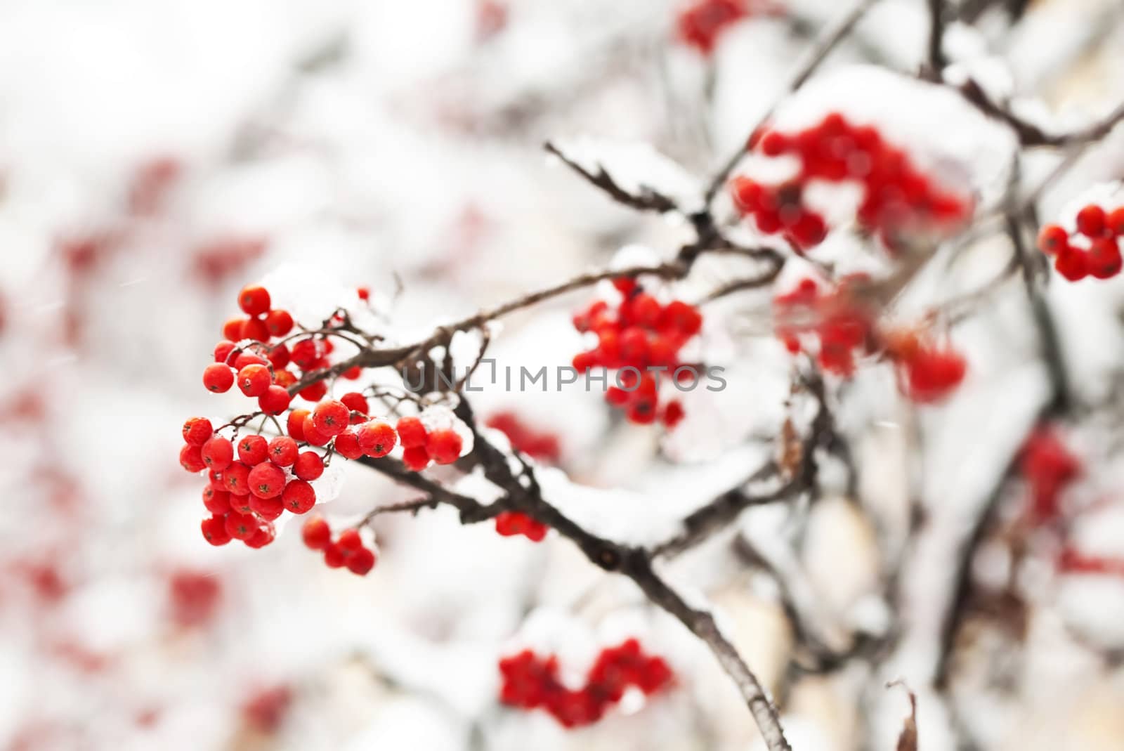 Ashberry in winter under frost close view