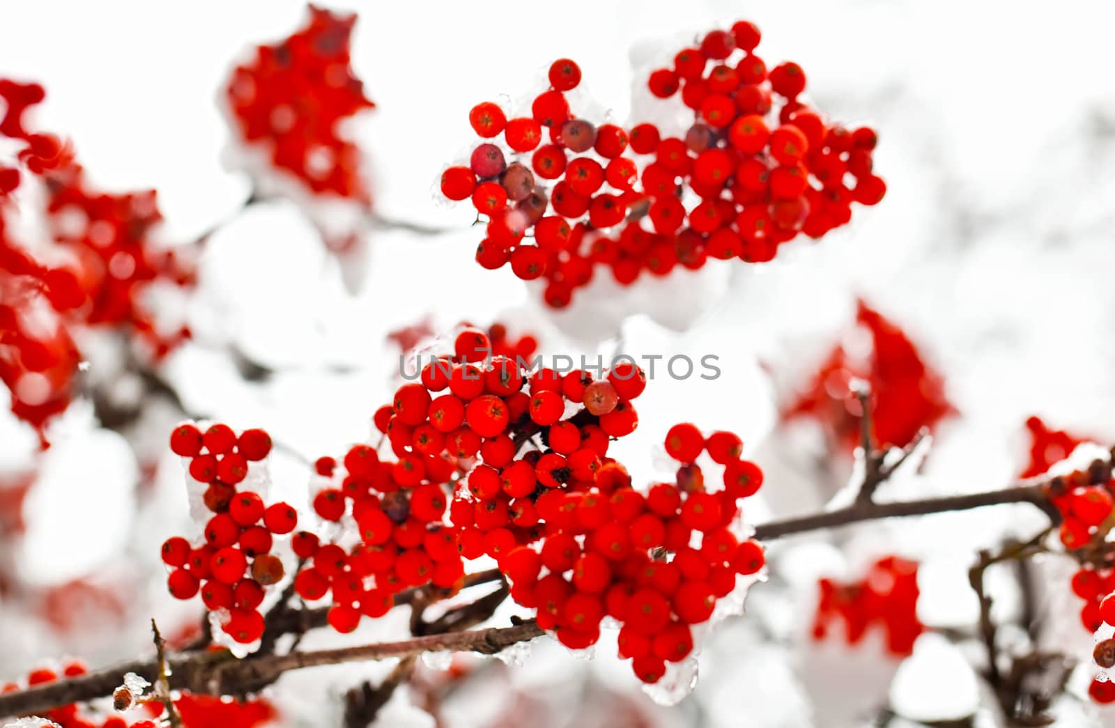 Frozen red ashberry branches under snow in winter by RawGroup