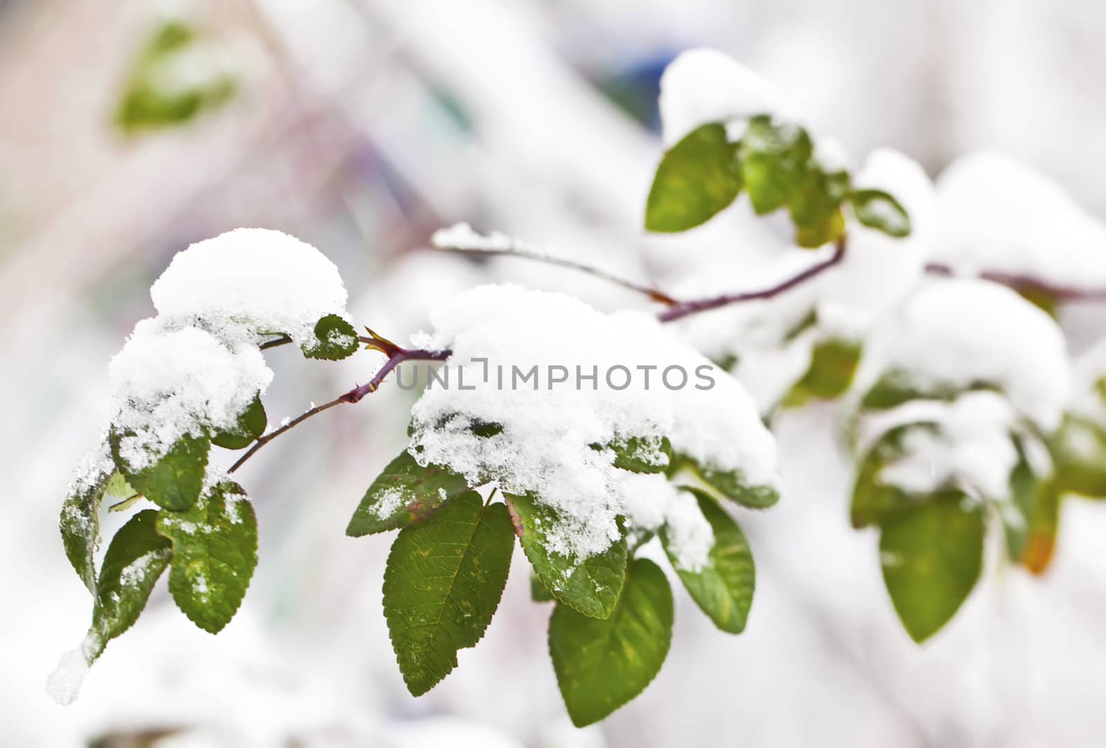 Green branch with leaves under snow in winter