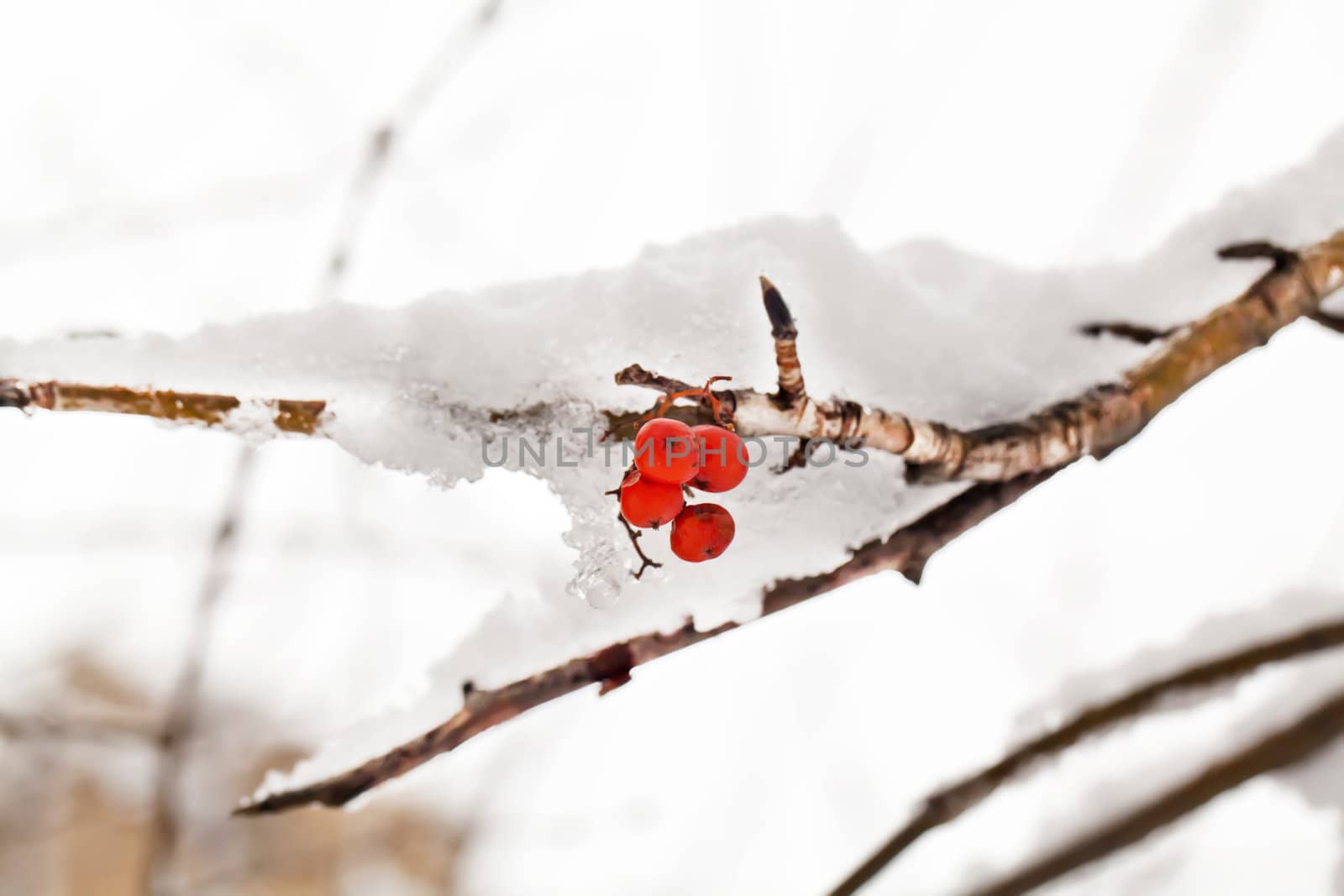 Red berries of rowan tree under snow by RawGroup
