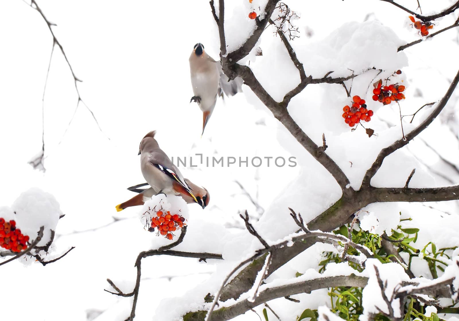 Three waxwings on ashberry tree branch in winter by RawGroup