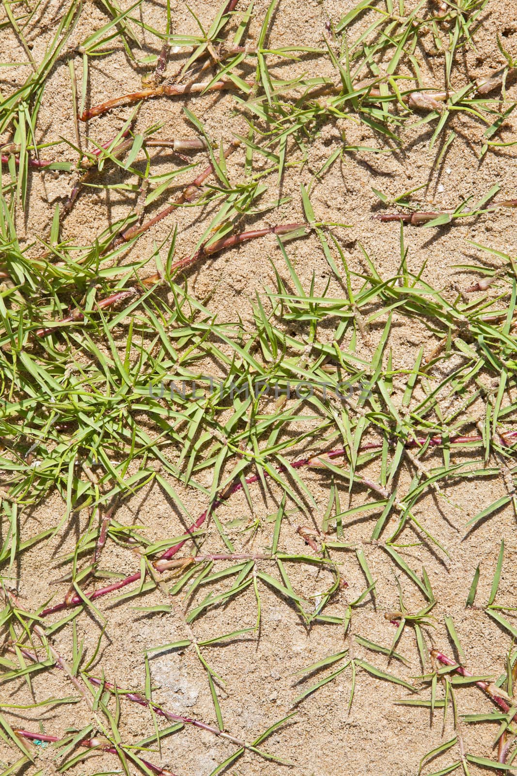 Any orientation generic blade grass on beach sand texture background. Location of this shot was Goa India