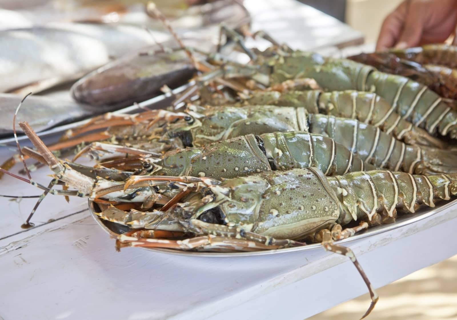 Horizontal display at a fresh fish counter of massive giant king prawns on a silver platter, generic shot location, Goa India