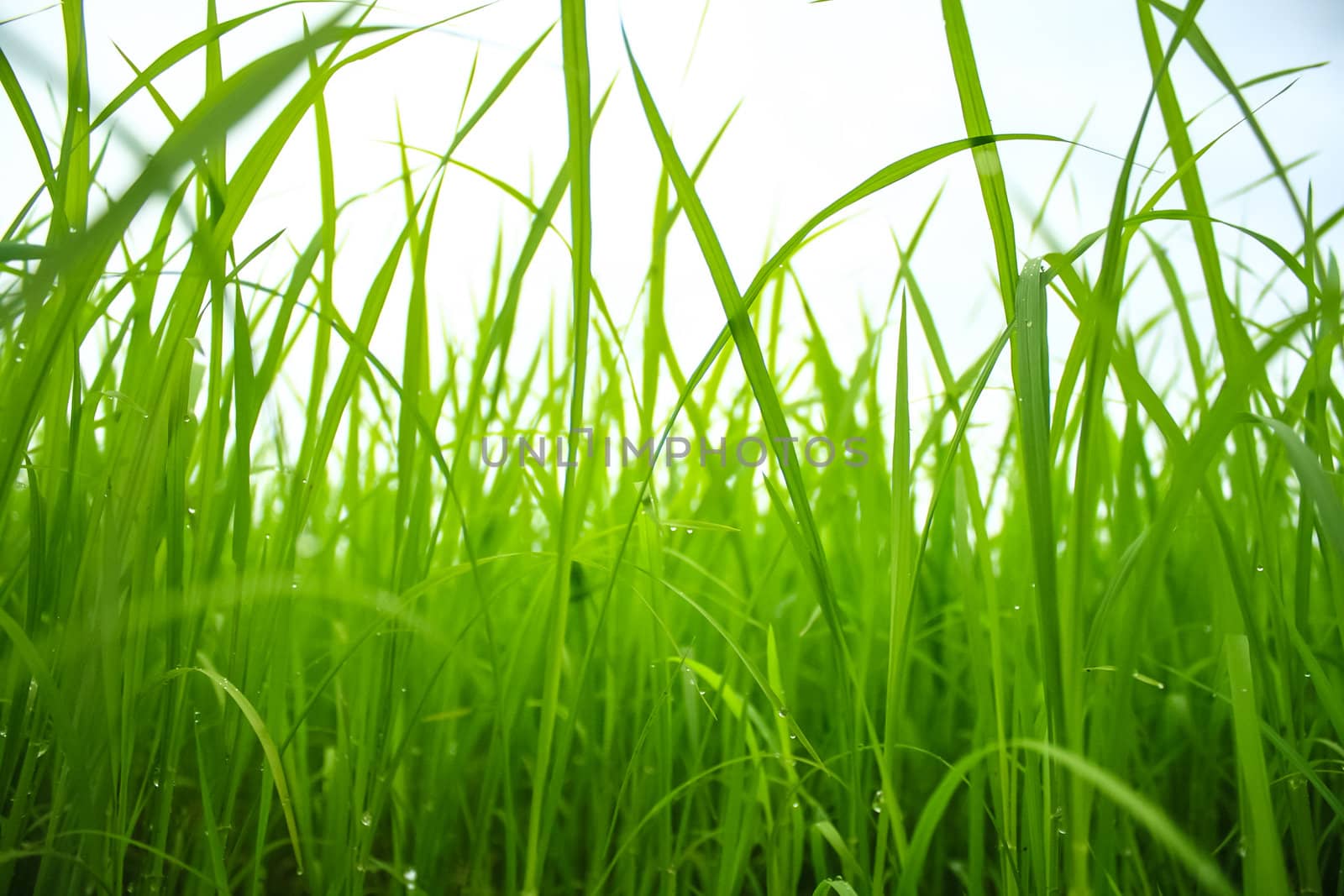 Closeup green paddy in field with sky