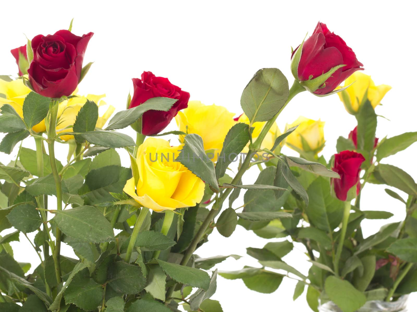 Bunch of roses