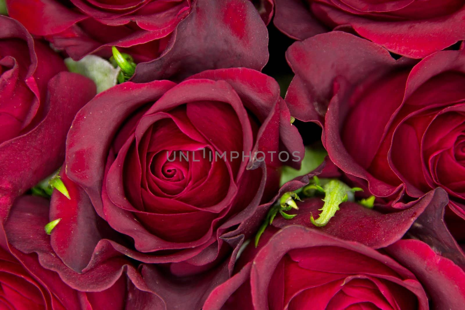 Closeup of roses