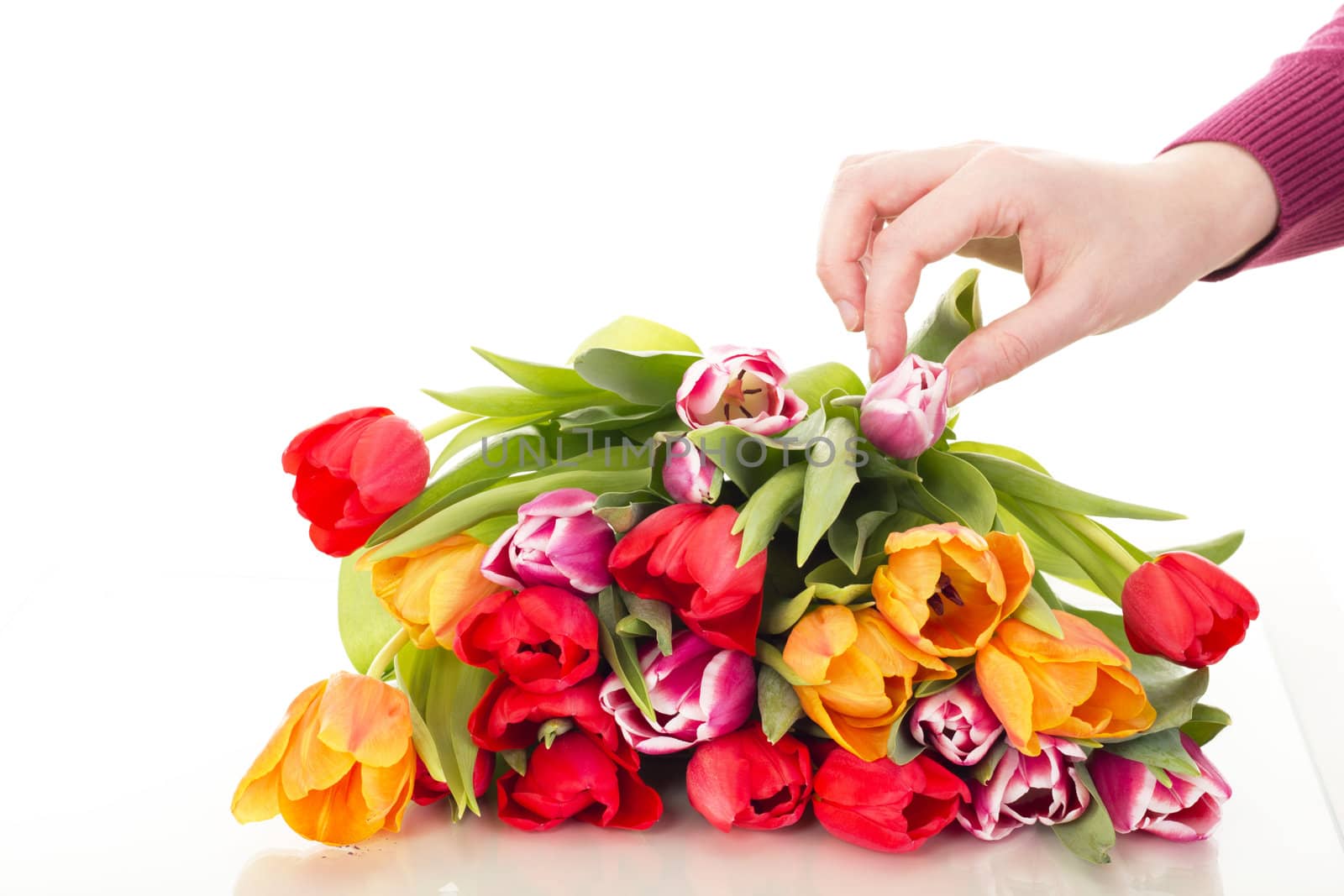 Bunch of tulips