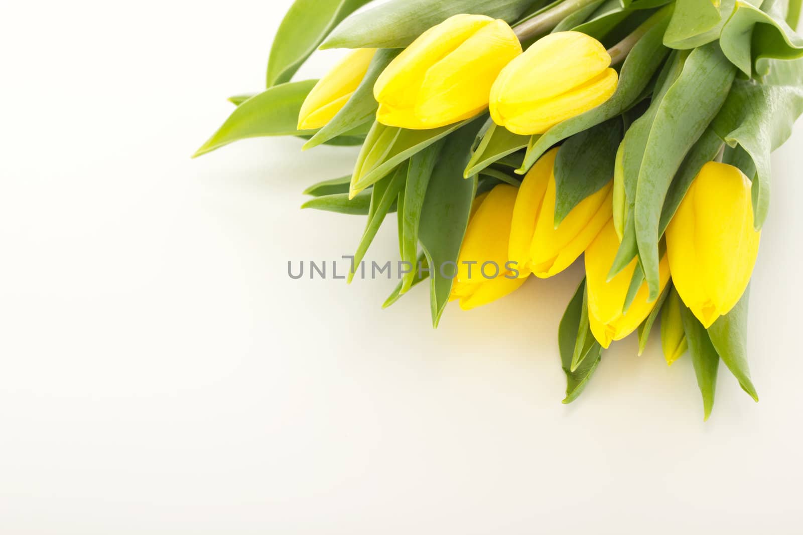 Bunch of tulips