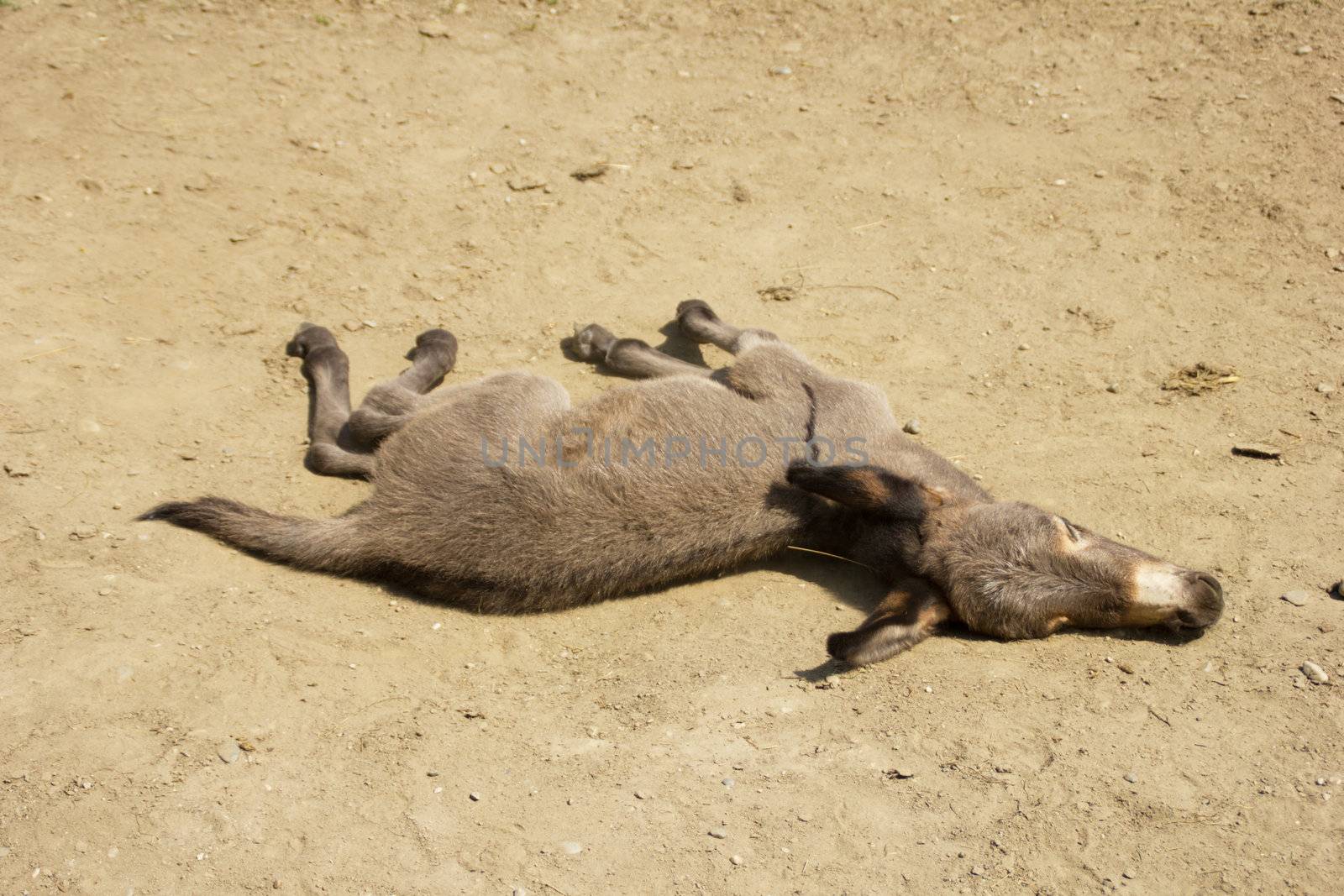 Young donkey rolling in dust