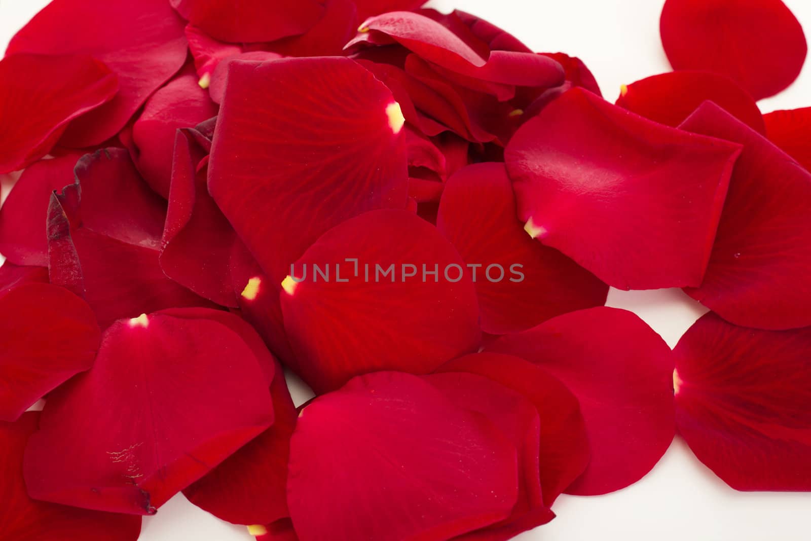 Rose petals