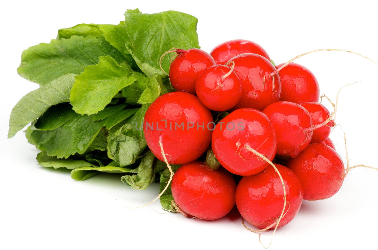 Bunch of Perfect Fresh Raw Radishes with Stems and Leafs isolated on white background