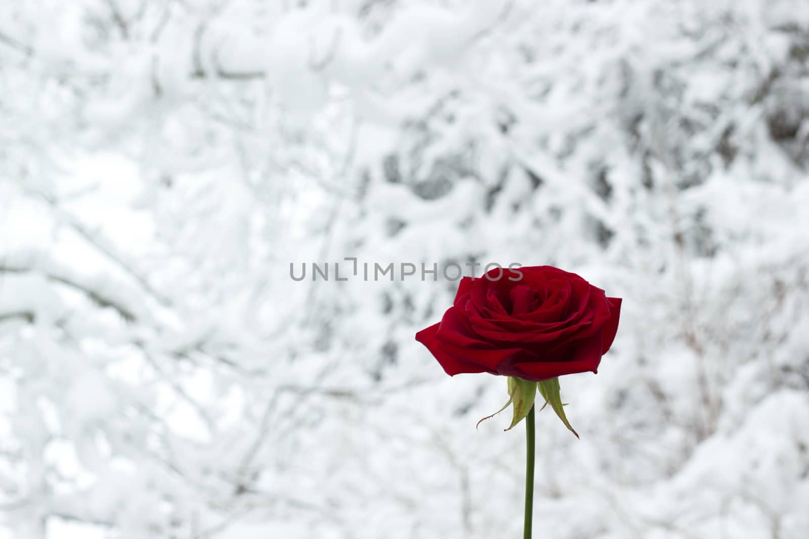 Rose in snowscape by gwolters