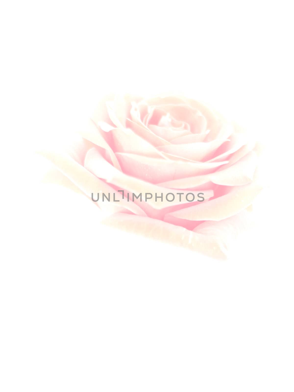 Isolated rose