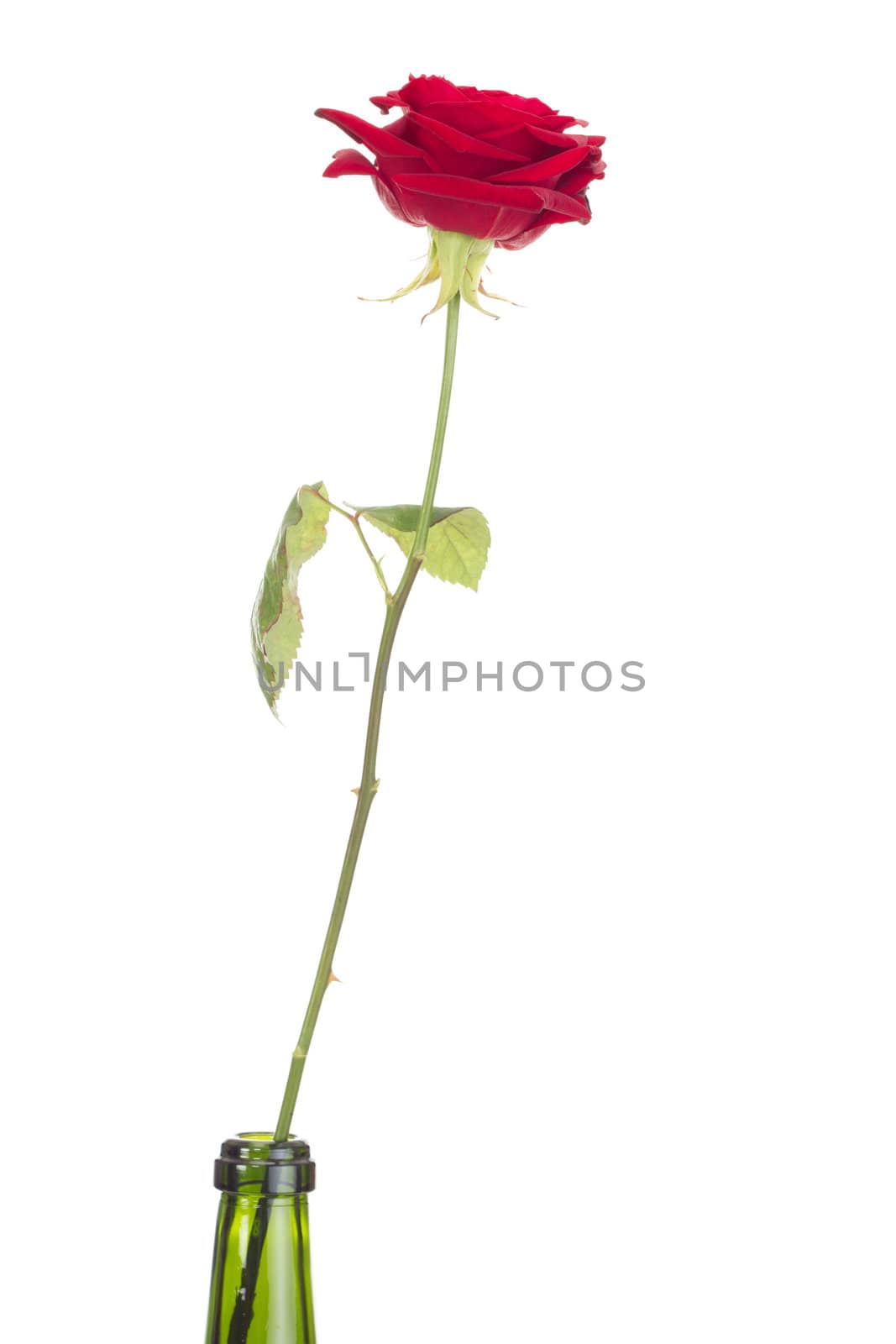Rose in a glass bottle