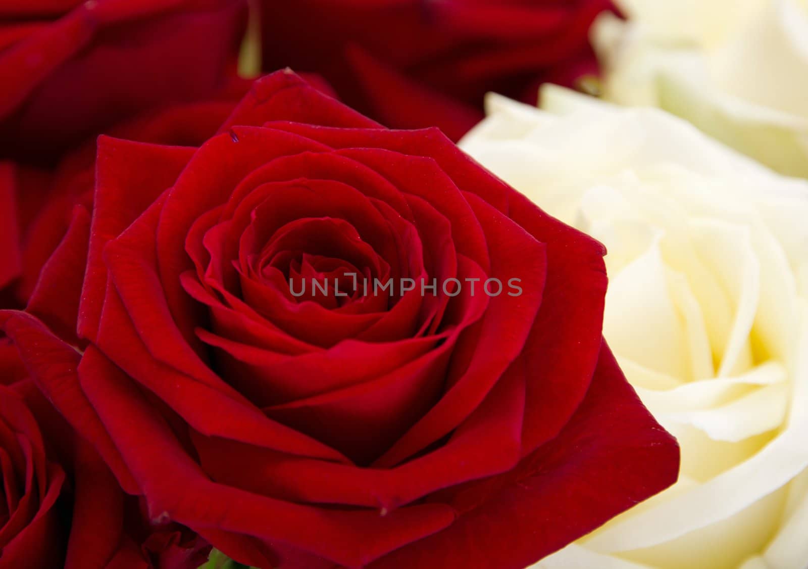Close-up of roses by gwolters
