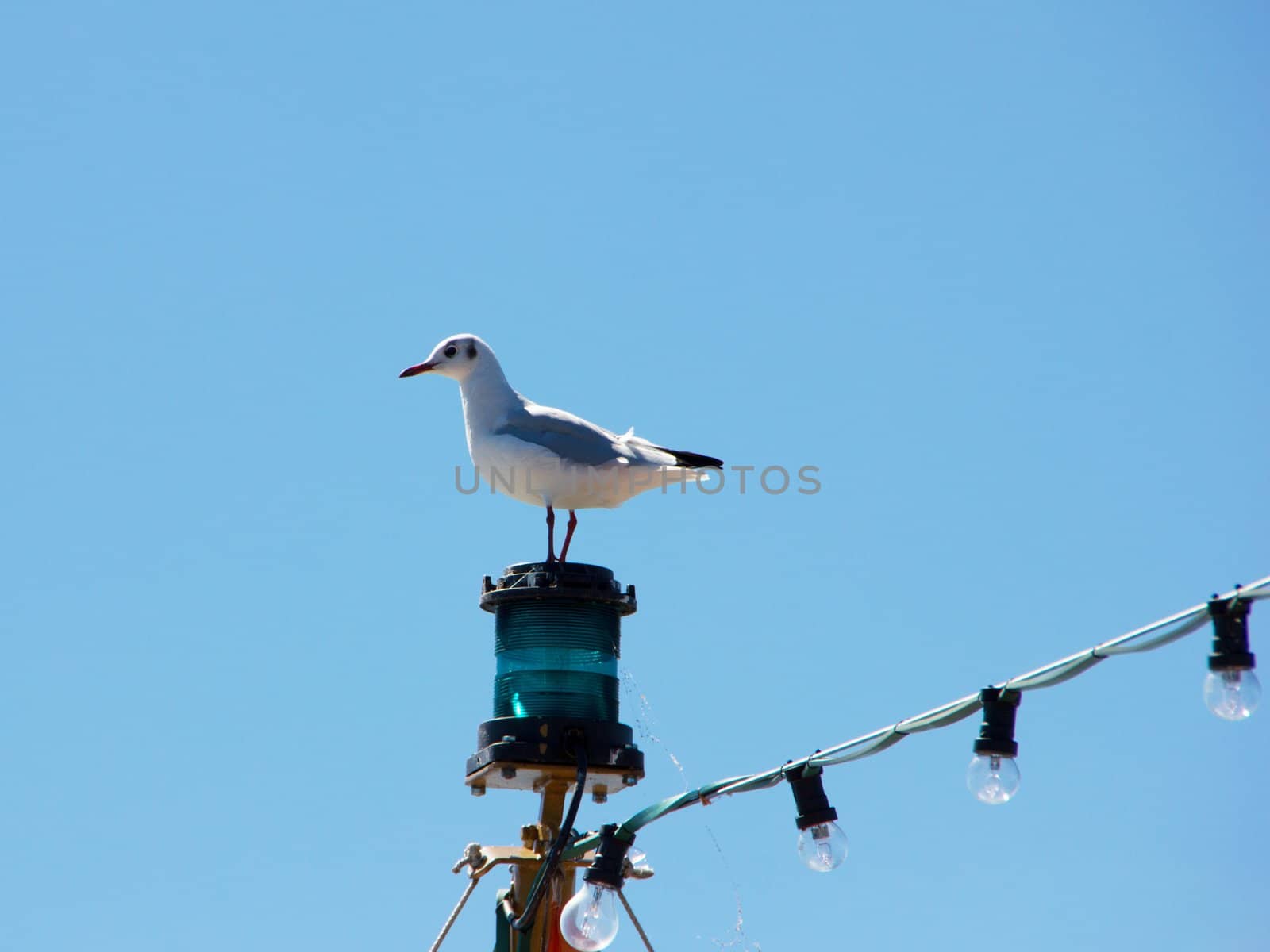 Gull sitting on a lamp