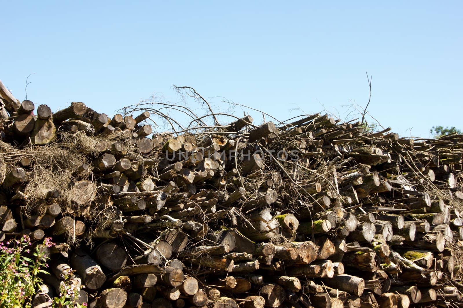 Pack of wood