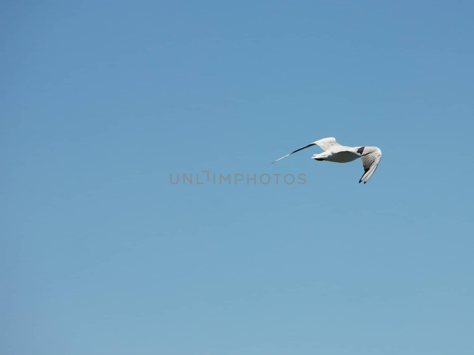 Flying gull