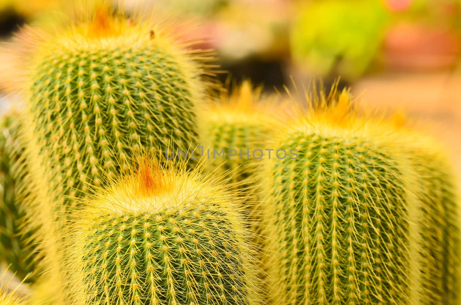 Cactus  in morning light. by raweenuttapong