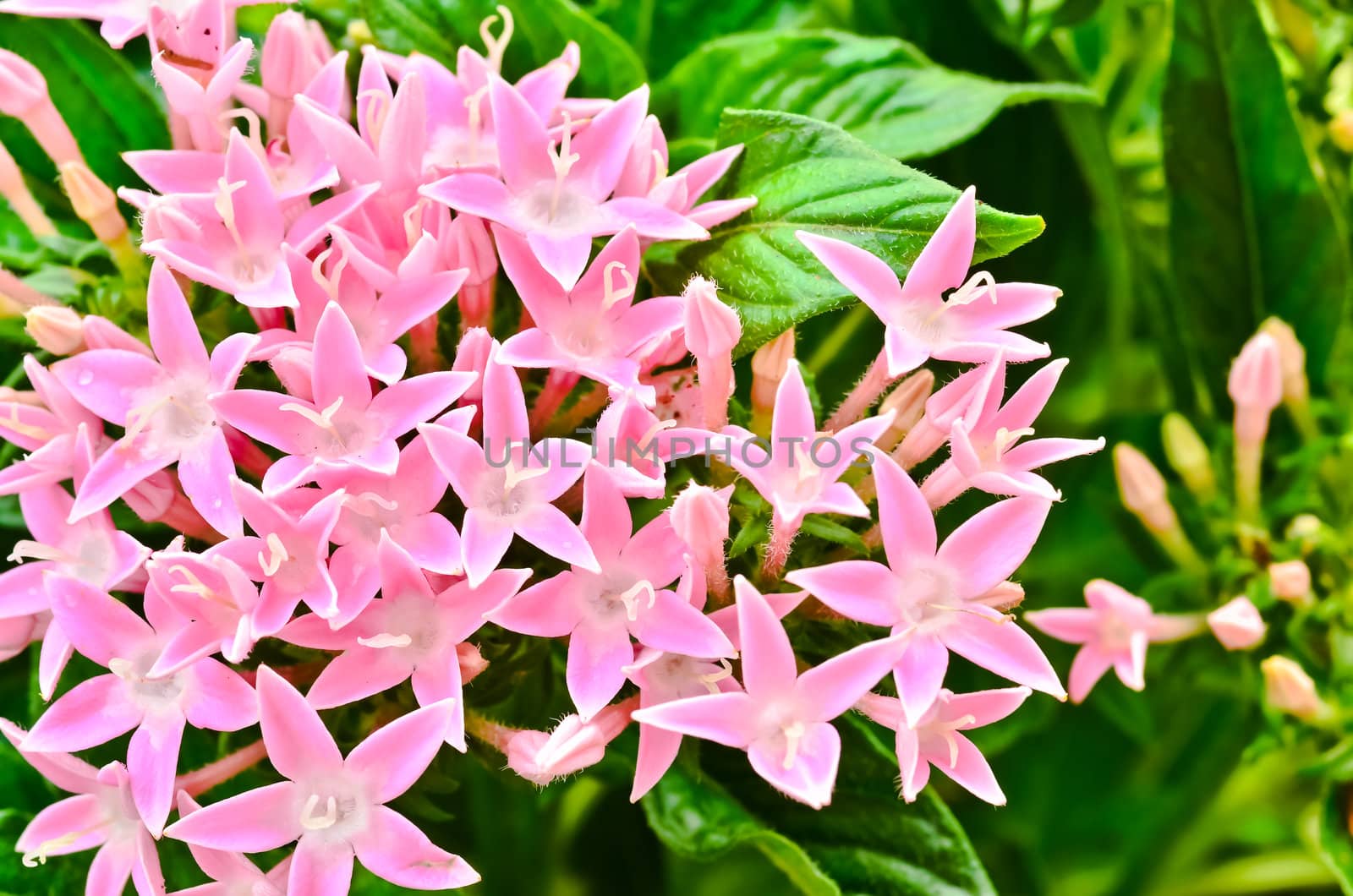 Centaurium erythraea by raweenuttapong