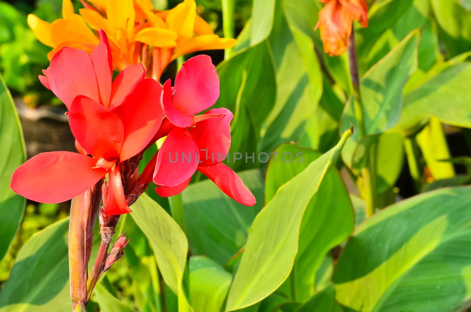 Brightly colored scarlet canna lily flowers  by raweenuttapong